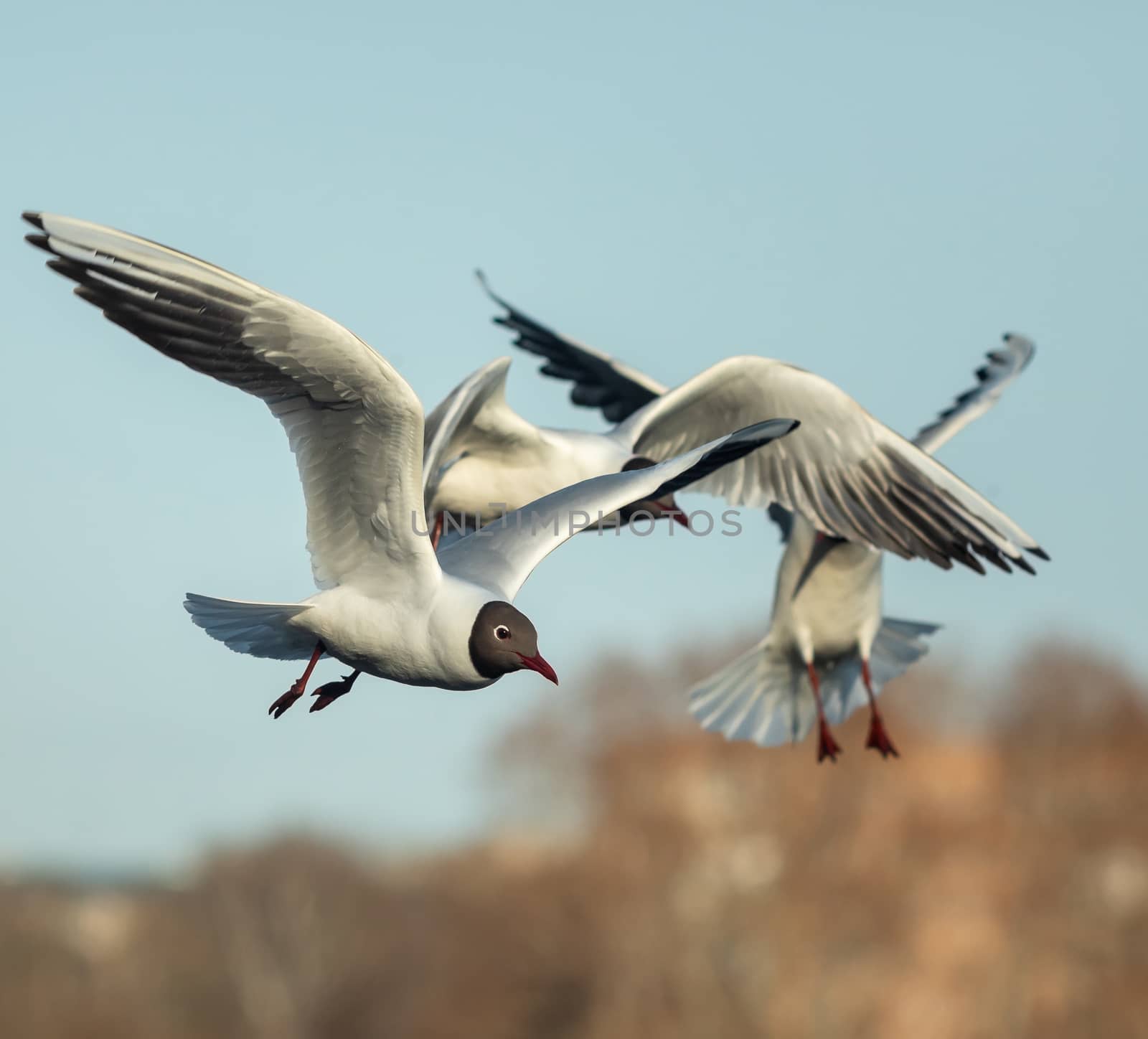 A black and white gull is flying by sveter