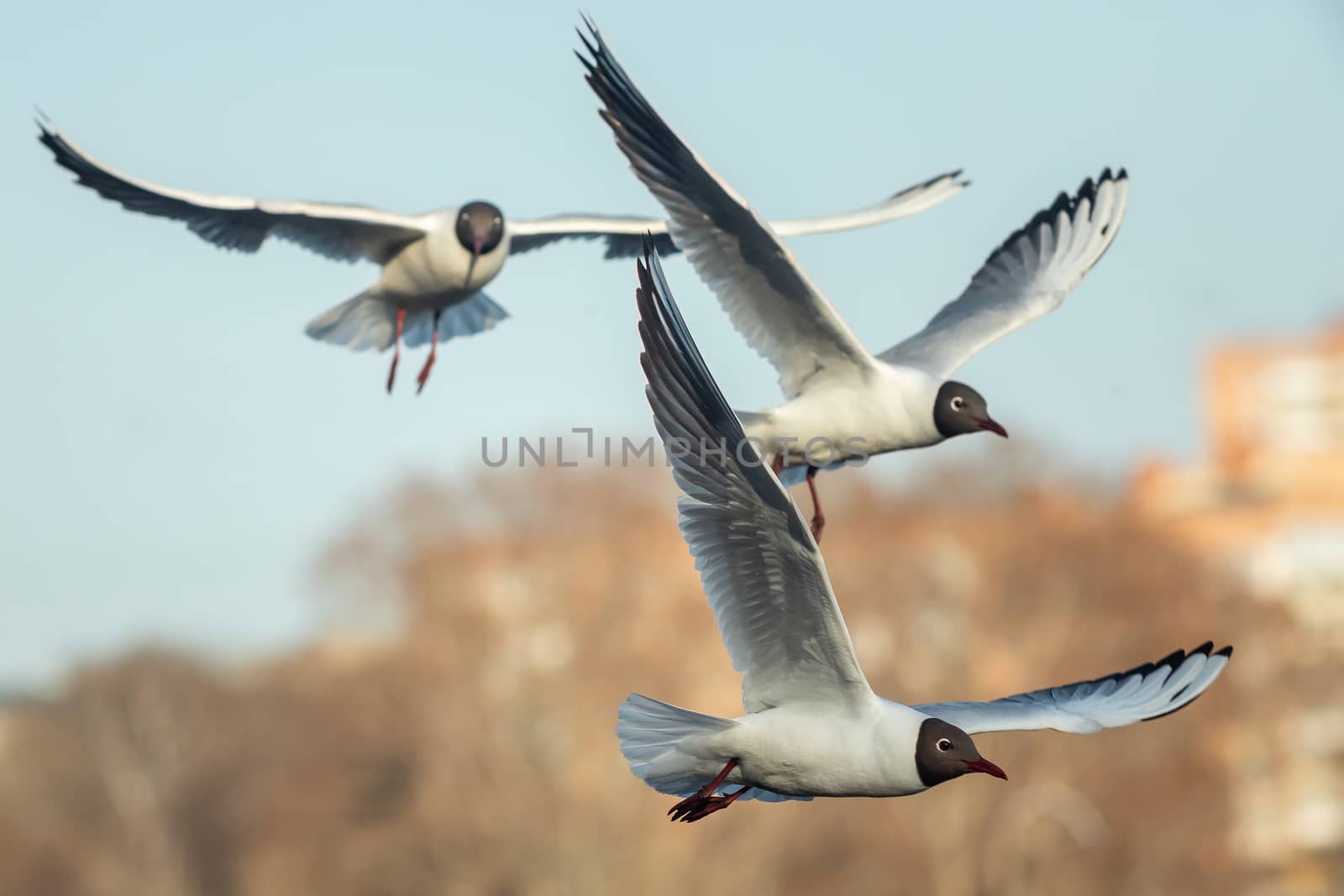 A black and white gull is flying over the cityscape.