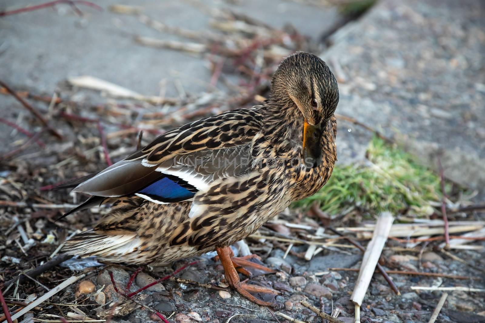 A brown duck stands along the shore on the ground.