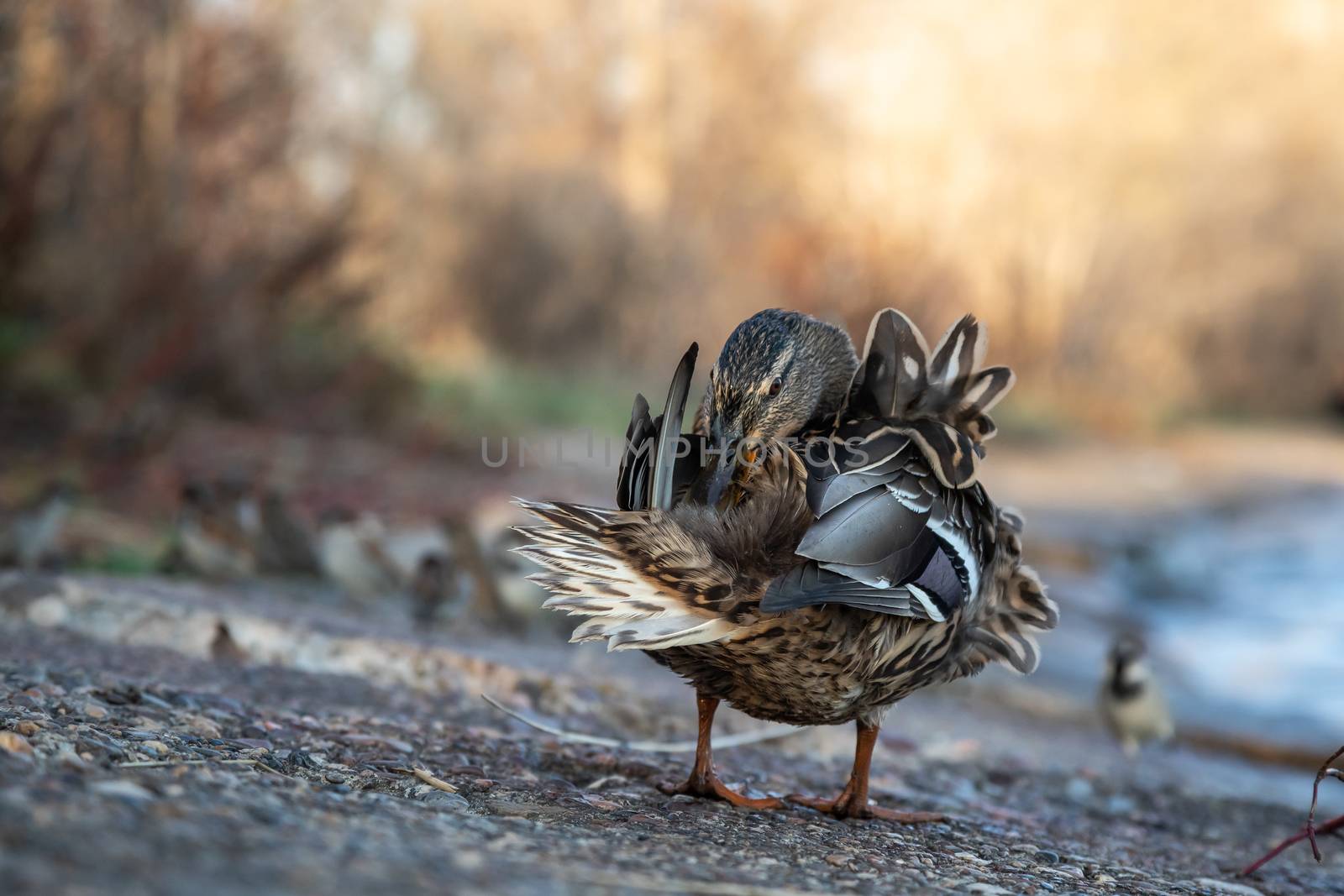 A brown duck stands along the shore by sveter