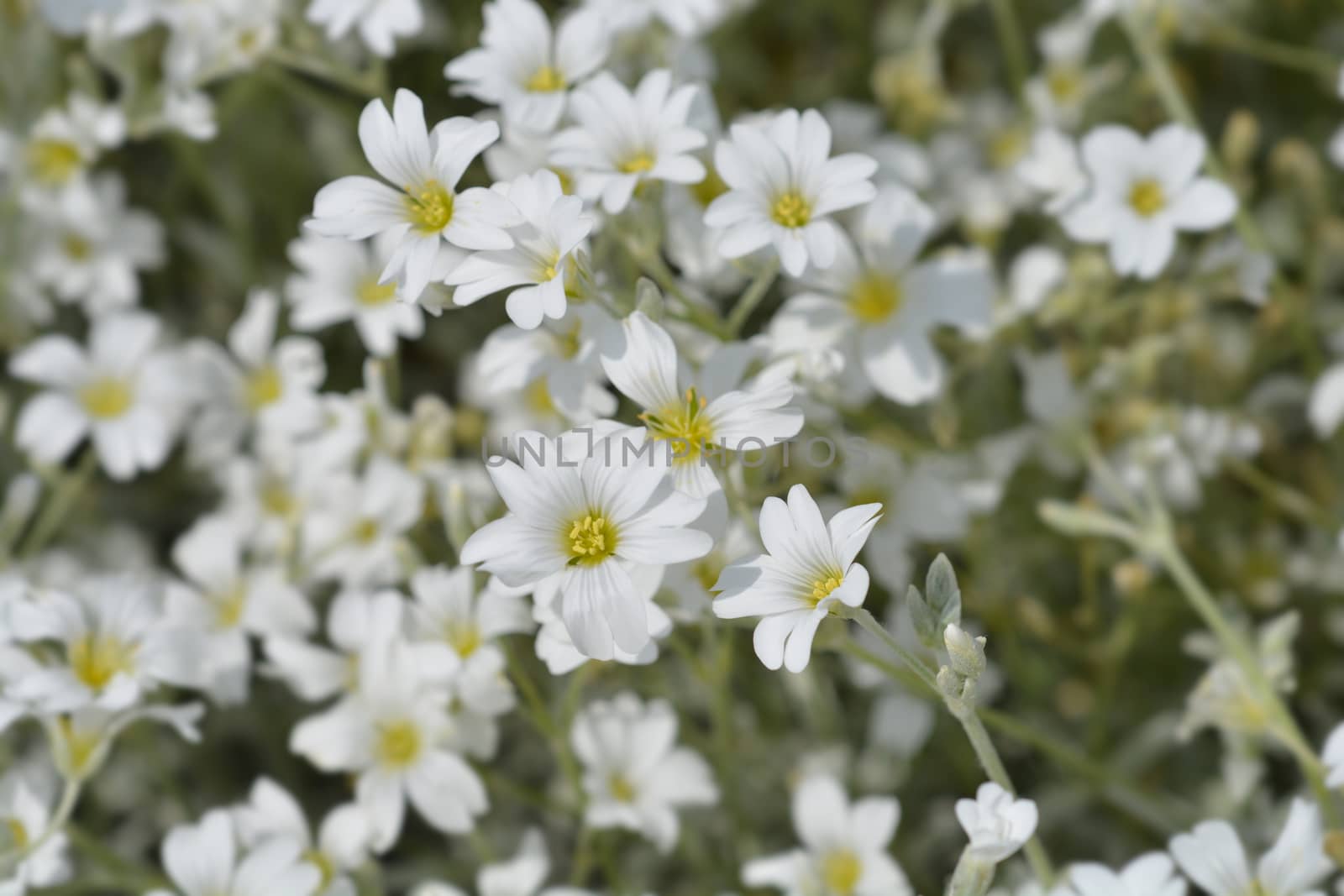 Boreal chickweed flowers - Latin name - Cerastium biebersteinii