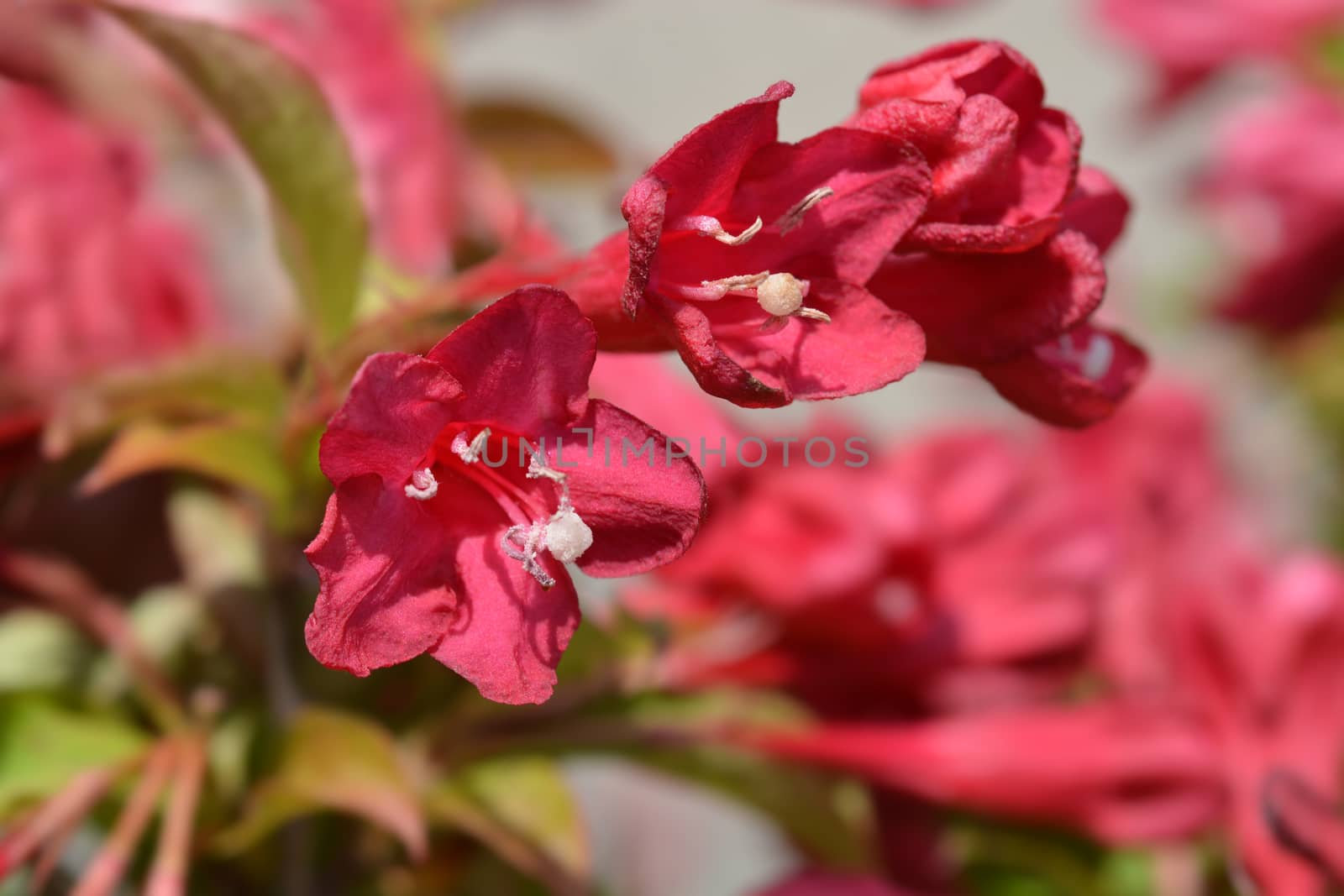 Weigela Red Prince - Latin name - Weigela florida Red Prince