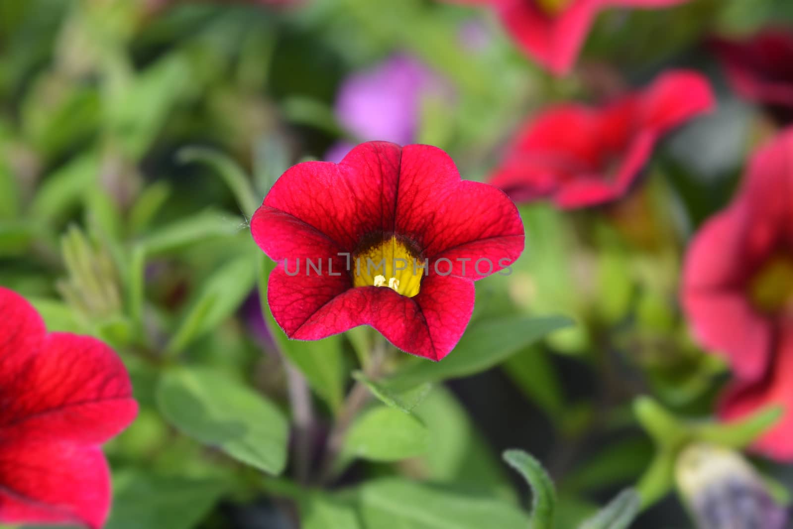 Calibrachoa Calipetite Red - Latin name - Calibrachoa hybrida Calipetite