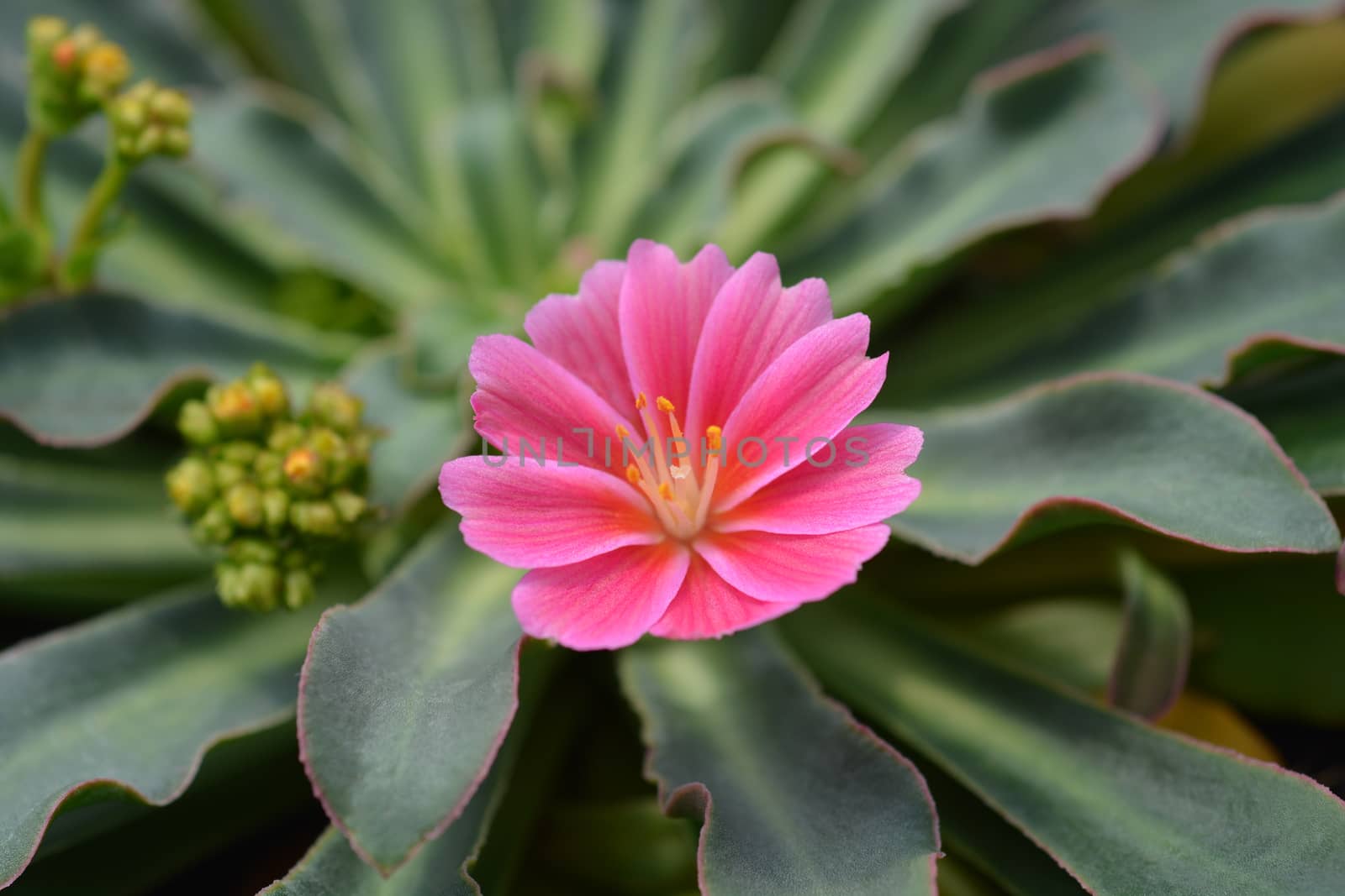 Siskiyou lewisia - Latin name - Lewisia cotyledon