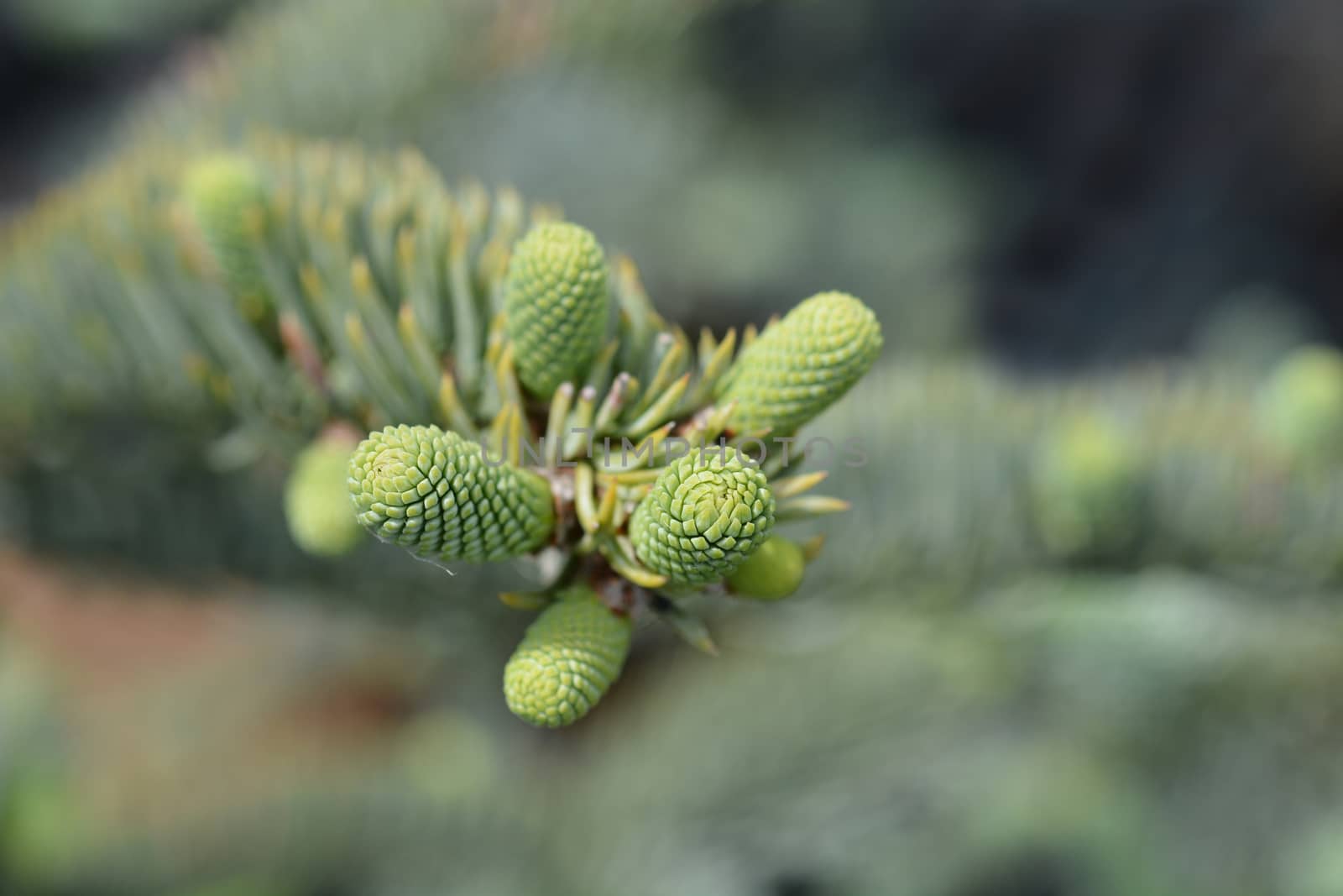 Blue Noble Fir - Latin name - Abies procera Glauca