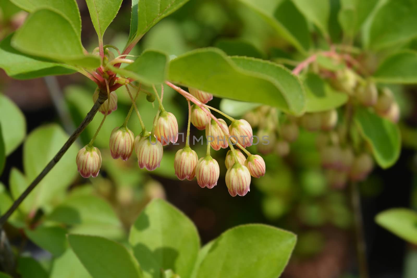 Red-vein enkianthus - Latin name - Enkianthus campanulatus