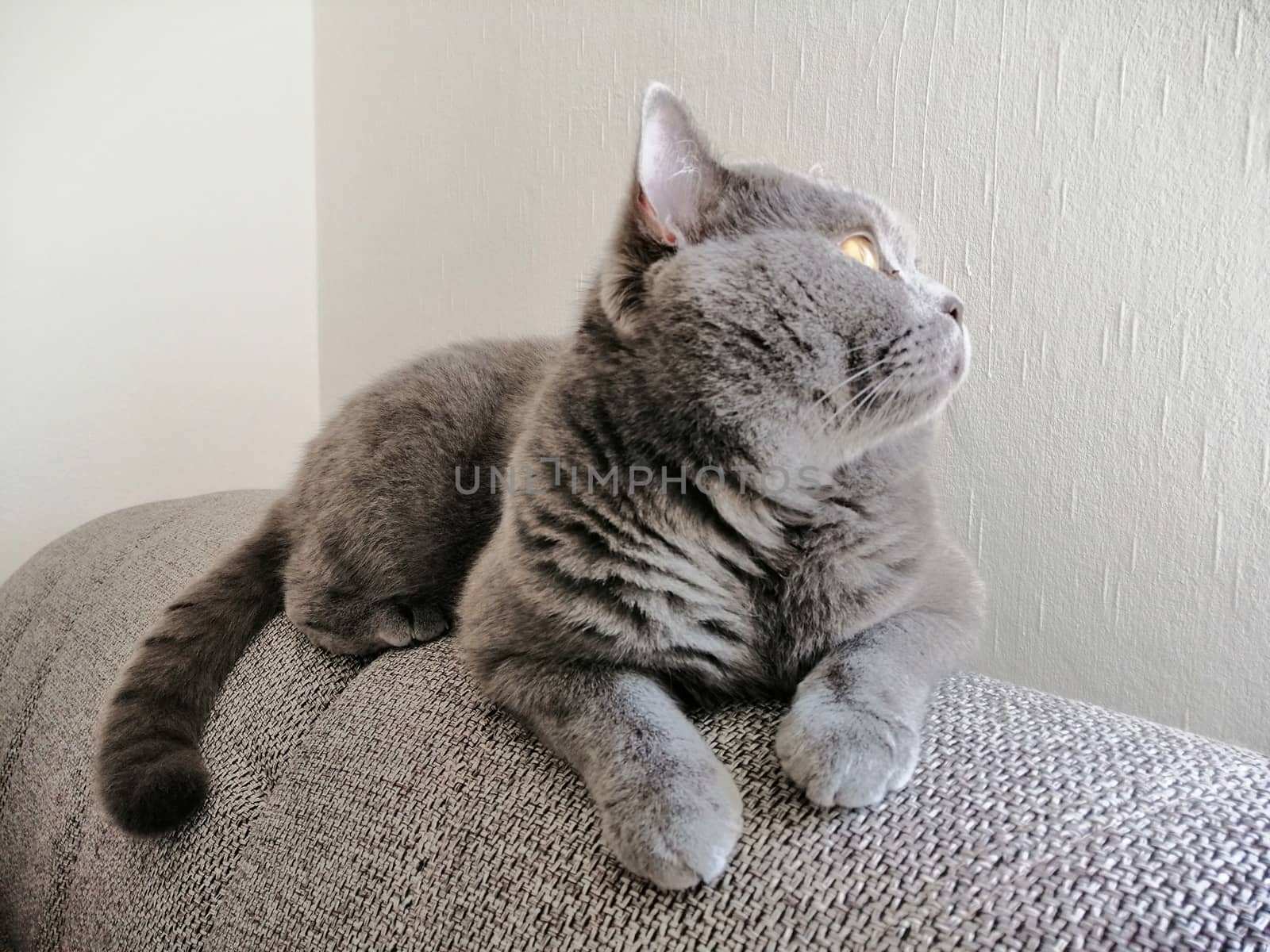 Cute Gray British cat lying on sofa and looking somewhere