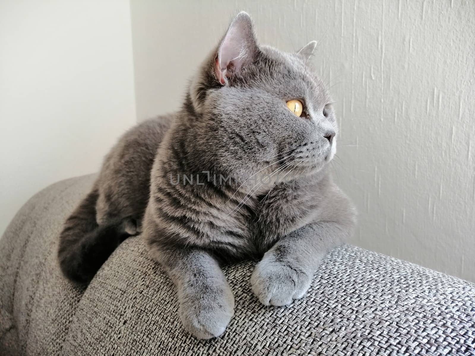 Cute Gray British cat lying on sofa and looking somewhere
