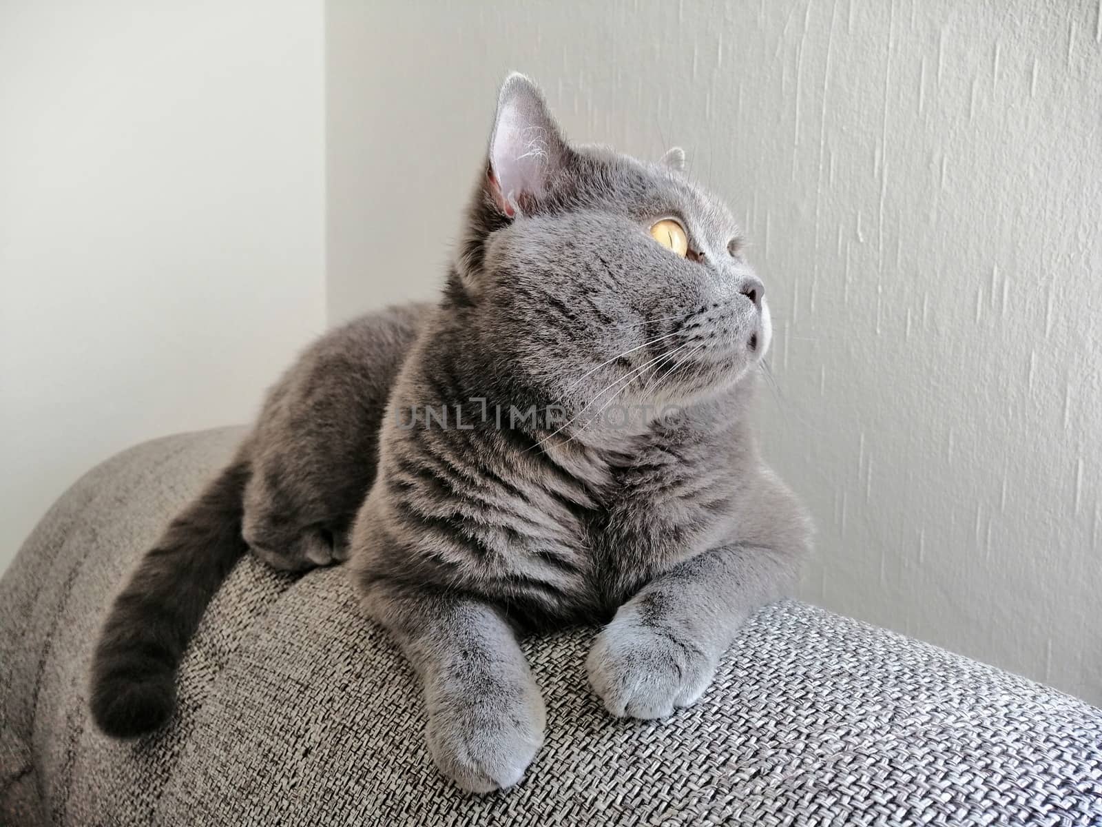 British Short Hair cat sitting on sofa and looking away by Lenkapenka