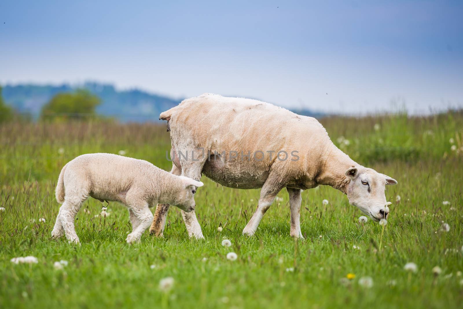 Texel ewe female sheep with newborn twin lambs in lush green meadow in Spring Time. Texel is a breed of sheep.
