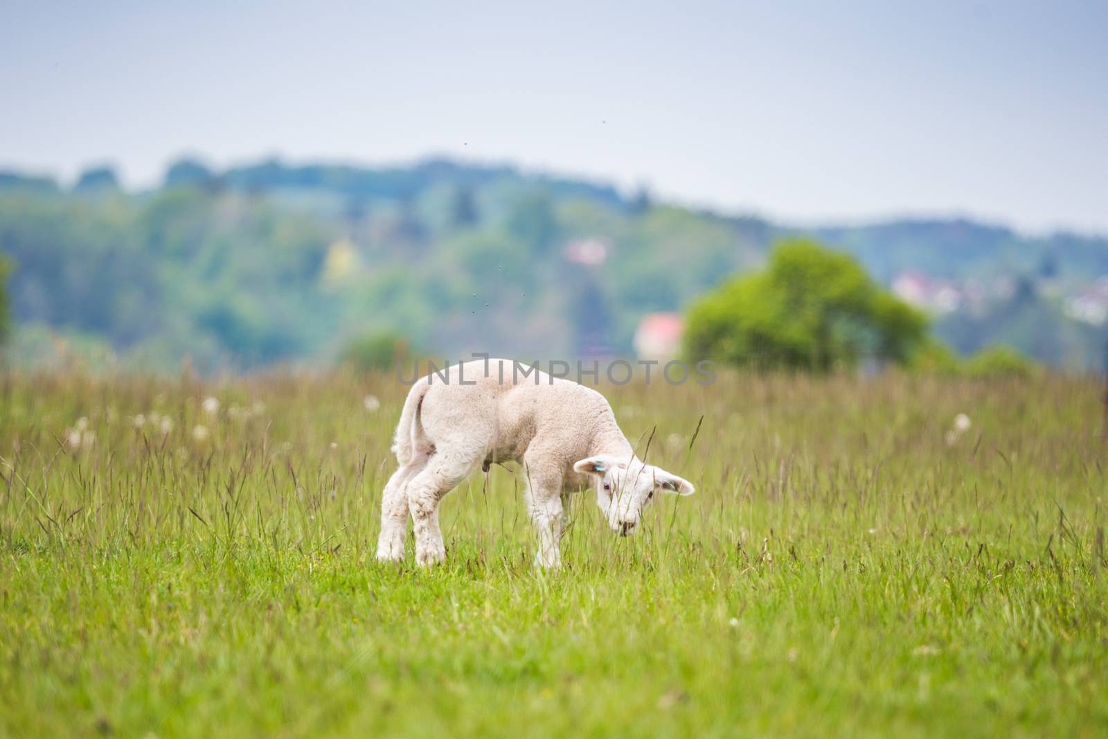 Newborn lamb in lush green meadow in Spring Time. Texel is a breed of sheep.
