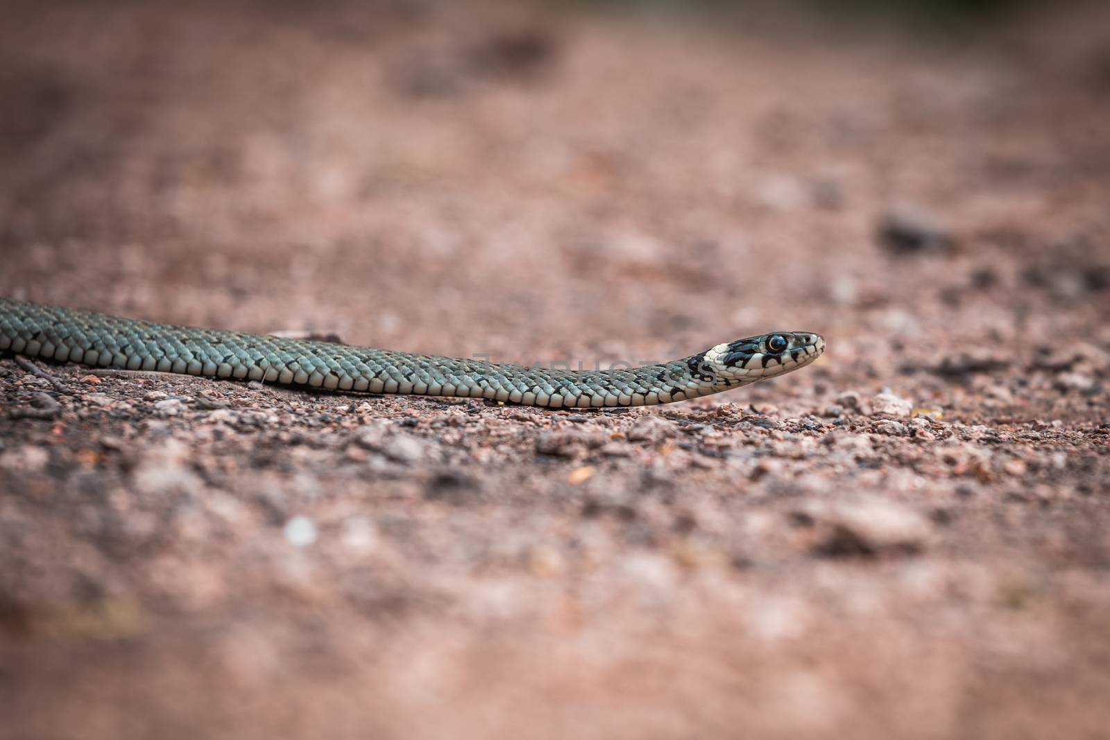 Masculine reptile or grass snake