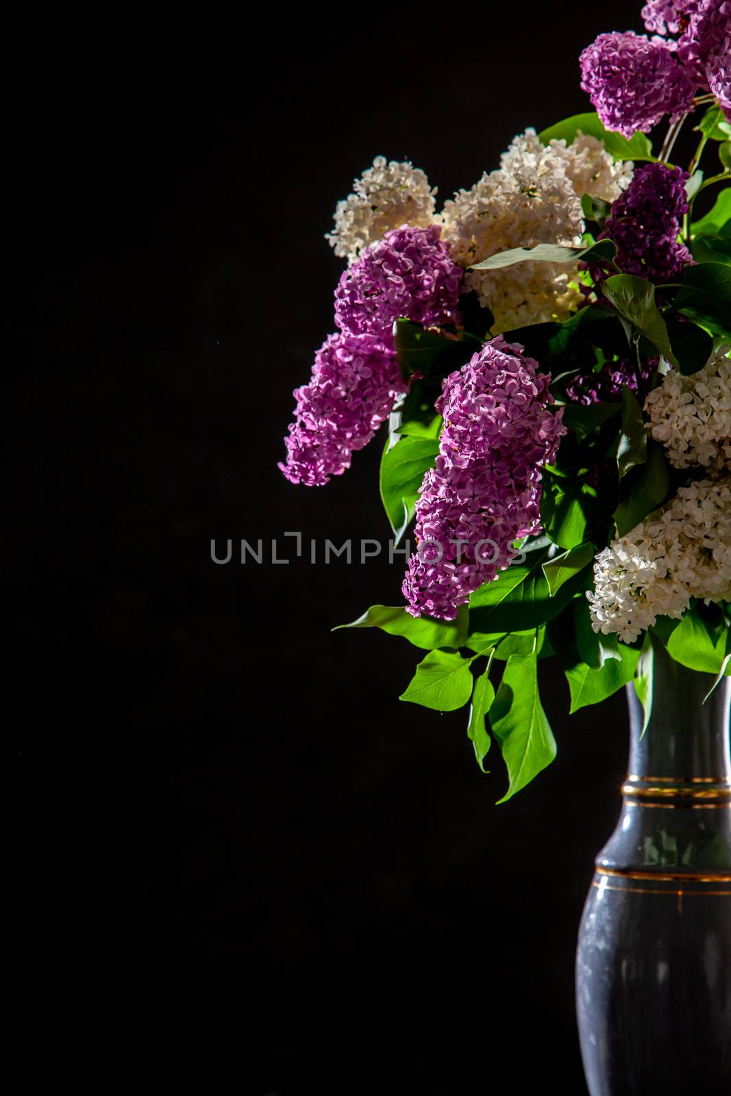 White and purple branches of lilac in vase on black background. Spring branch of blooming lilac on the black background. 