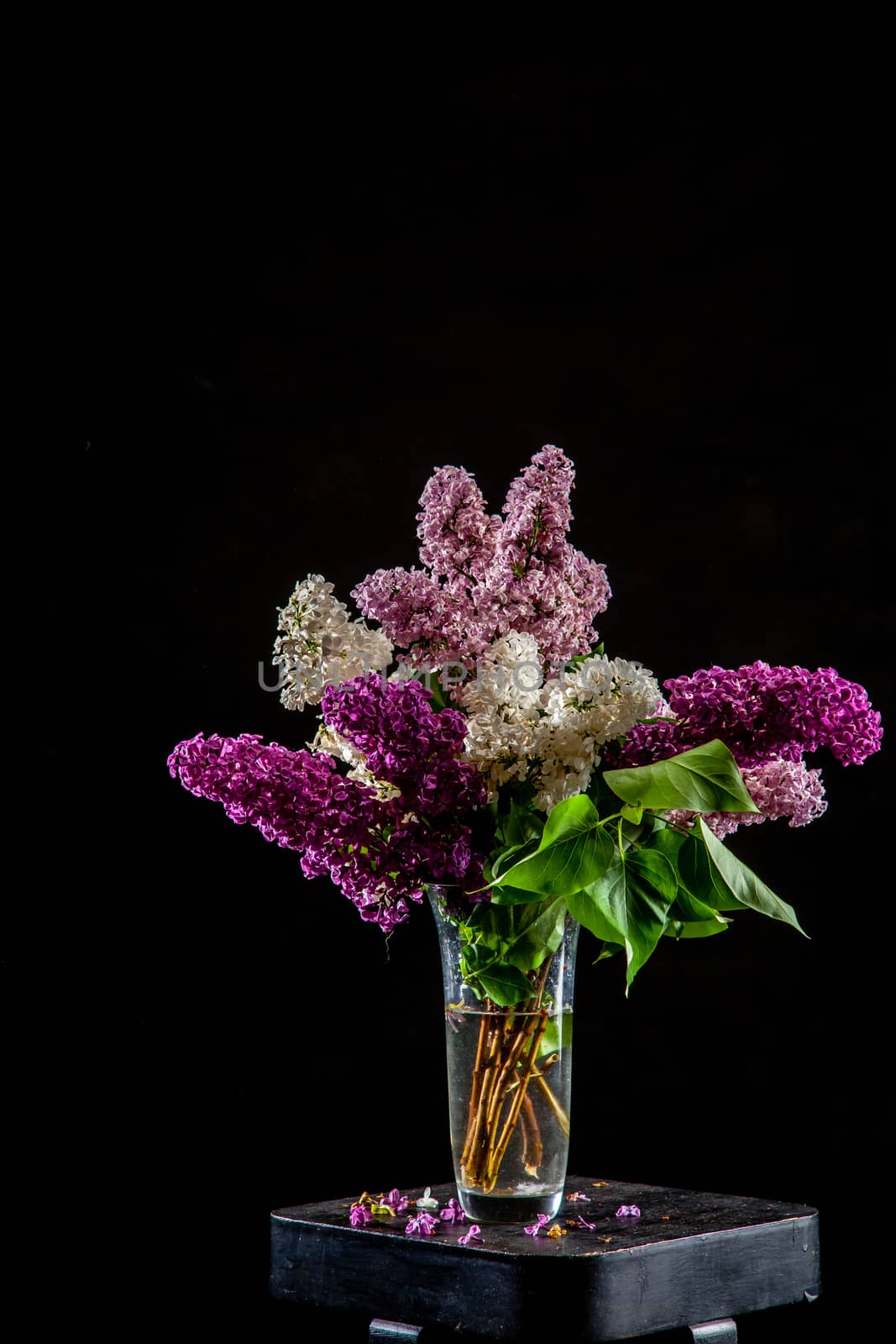White and purple branches of lilac in glass vase on black background. Spring branch of blooming lilac on the table with black background. Fallen lilac flowers on the table.