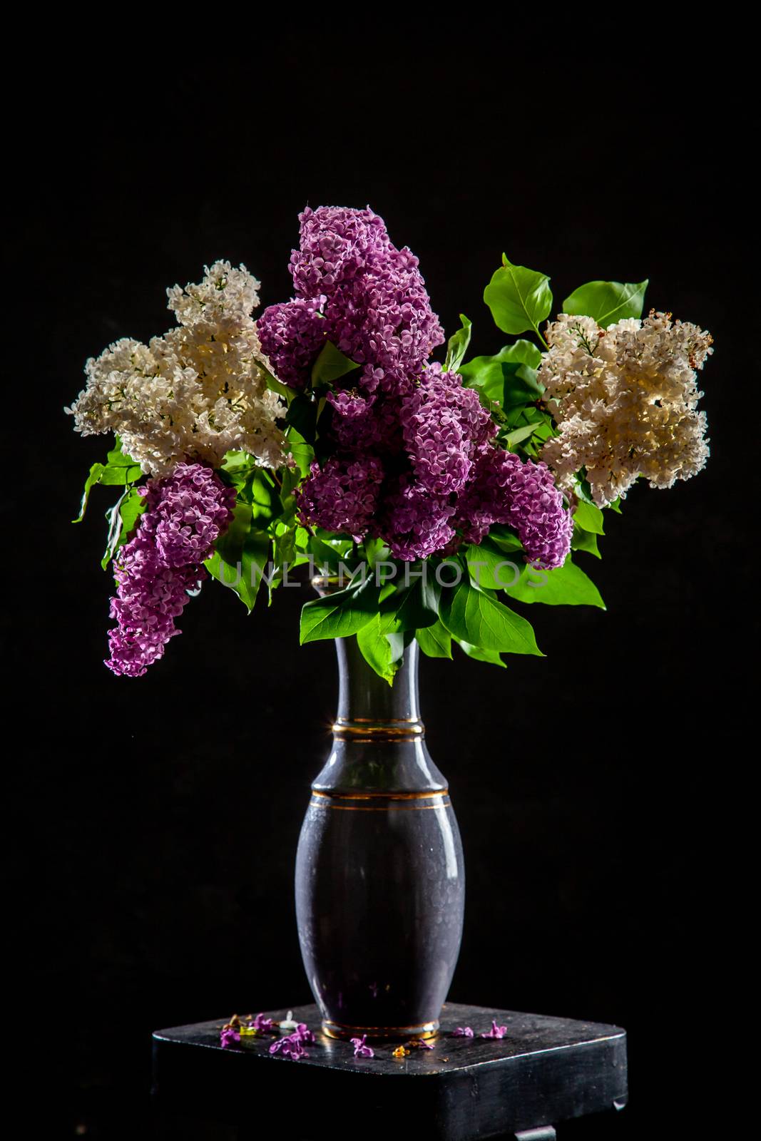 Lilac in vase on the black background by fotorobs
