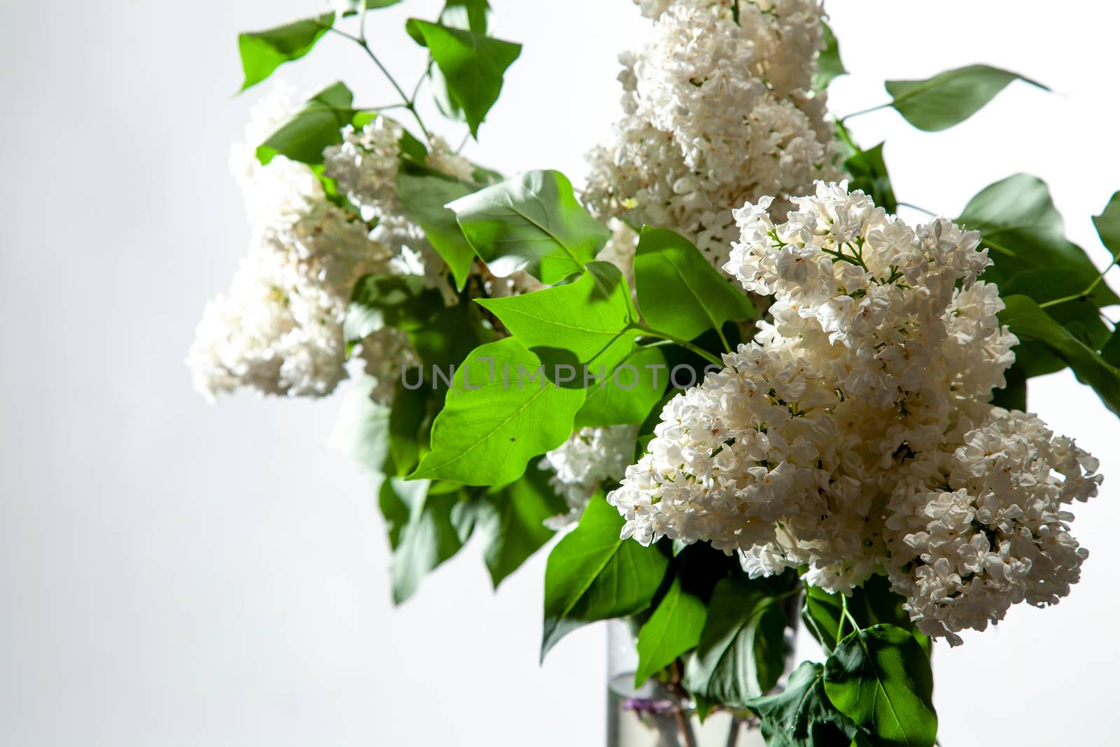 Branches of white lilac in vase on white background. Spring branch of blooming lilac on the white background. 