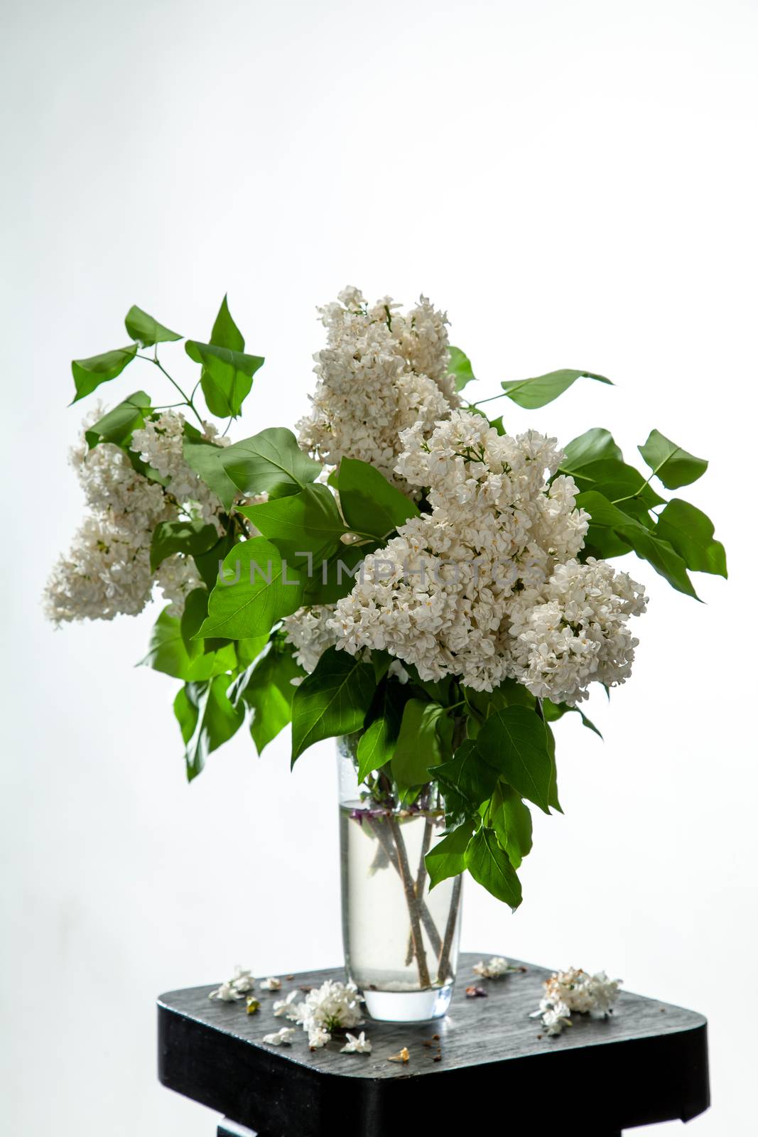 White branches of lilac in glass vase on white background. Spring branch of blooming lilac on the black table with white background. Fallen lilac flowers on the table.