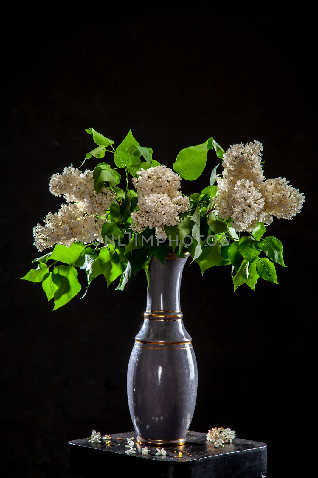 Lilac in vase on the black background by fotorobs