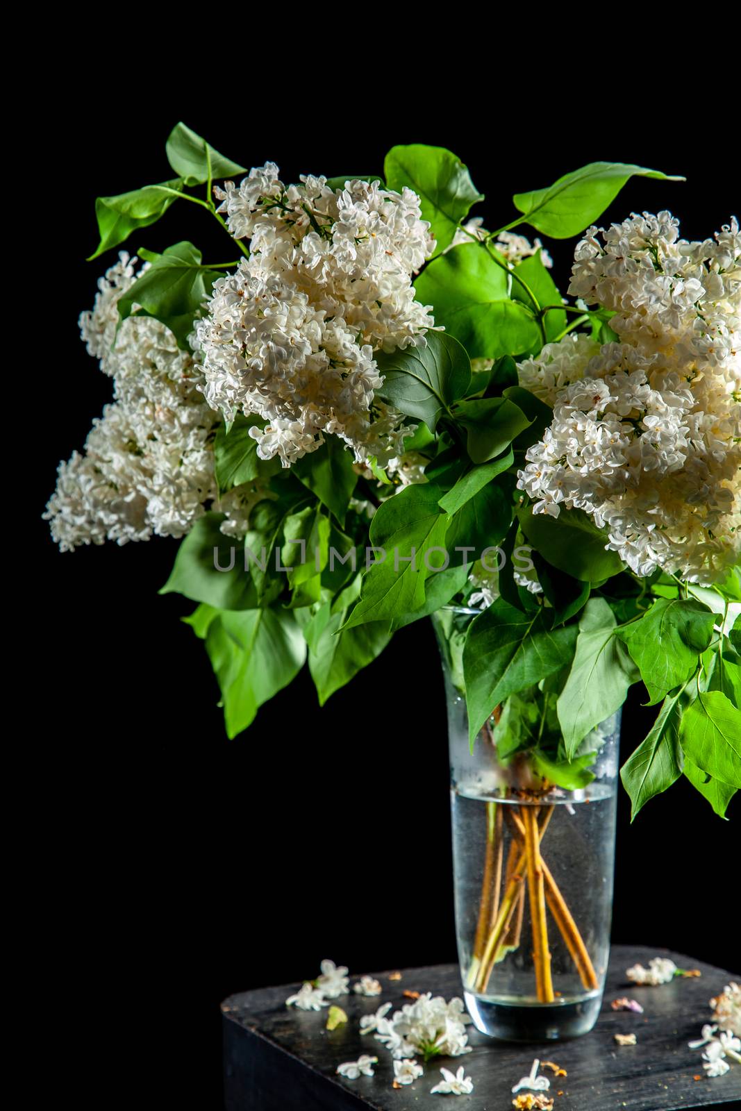 Branches of white lilac in glass vase on black background. Spring branch of blooming lilac on the table with black background. Fallen lilac flowers on the table.
