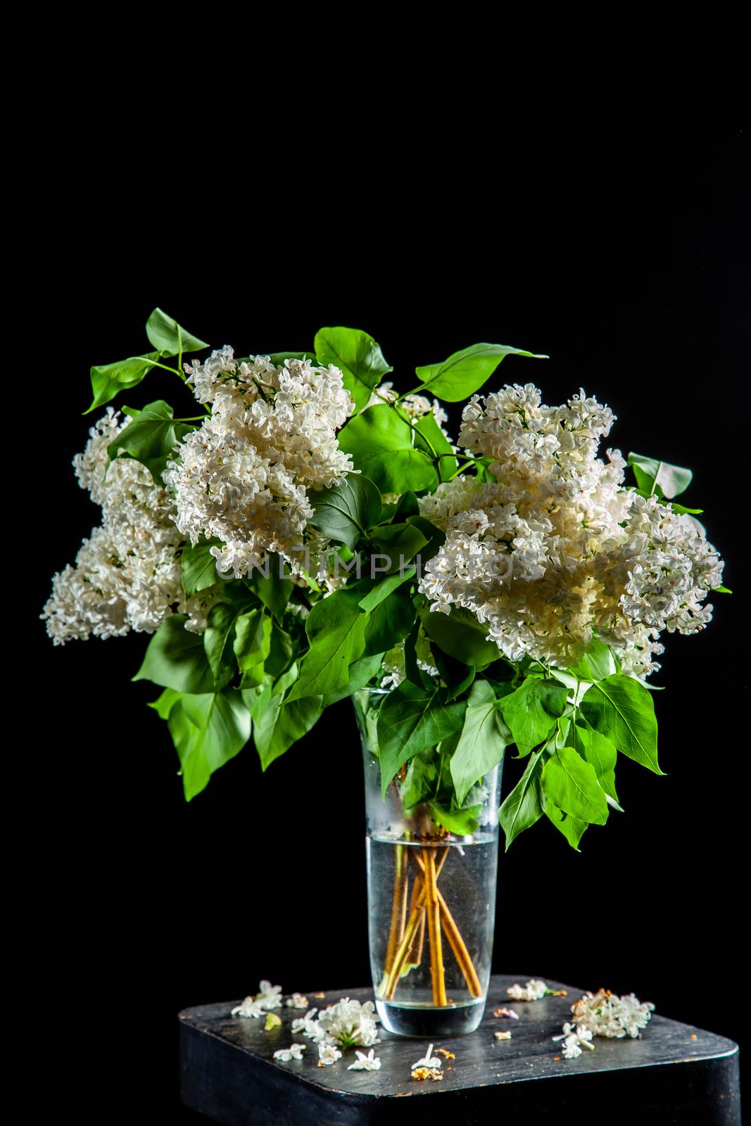 Lilac in vase on the black background by fotorobs