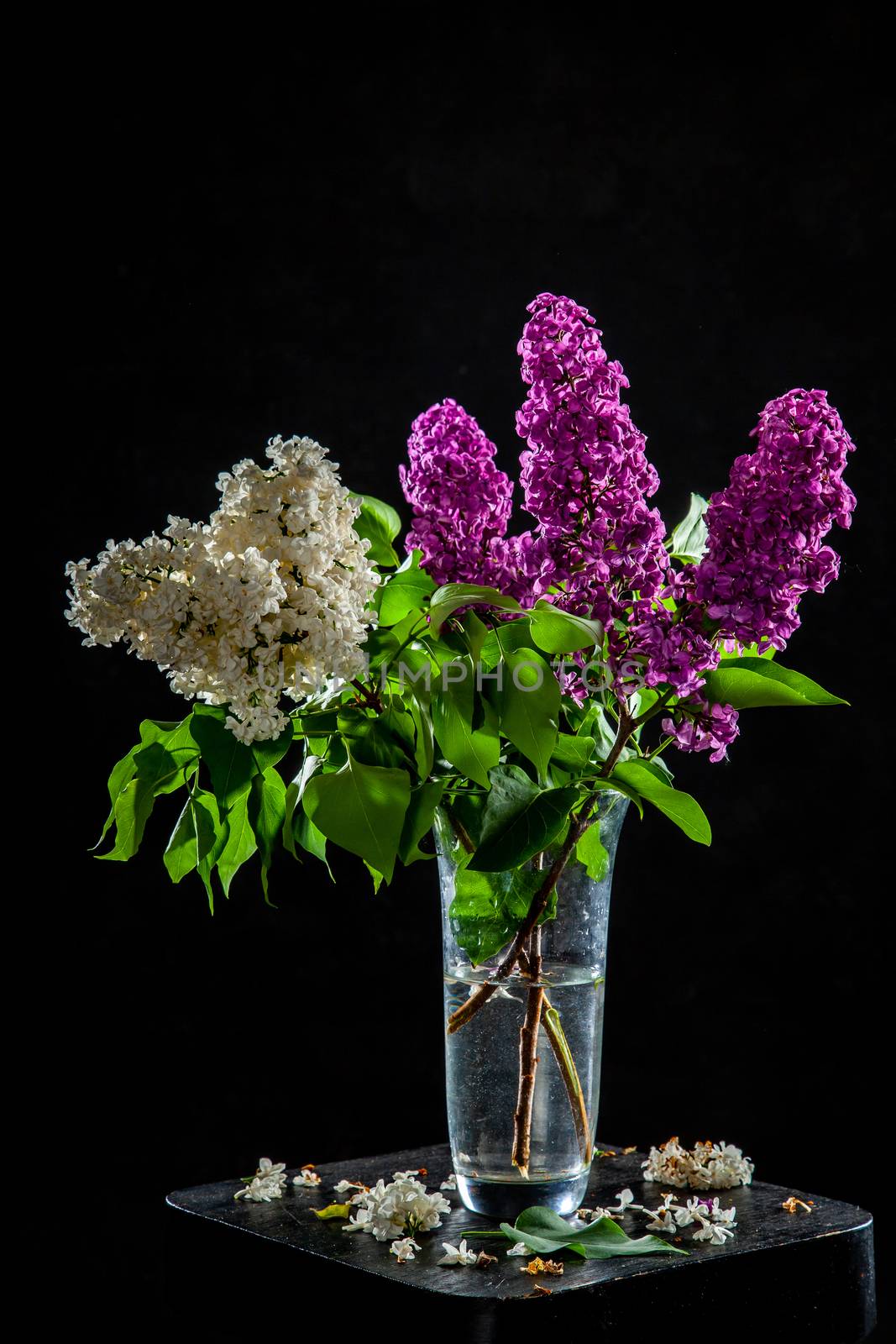Branches of white and purple  lilac in glass vase on black background. Spring branch of blooming lilac on the table with black background. Fallen lilac flowers on the table.