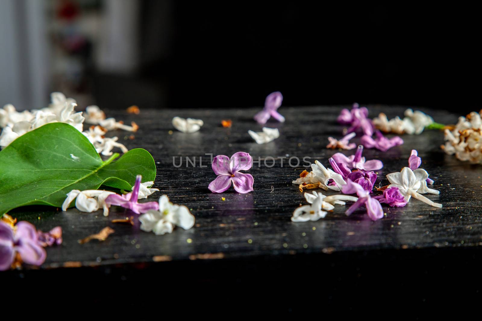 White and purple fallen lilac flowers and green leaf on the black table. Dark background of green leaf and fallen lilac flowers.