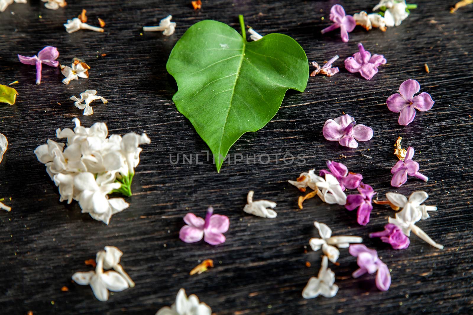 White and purple fallen lilac flowers and green leaf on the black table. Dark background of green leaf and fallen lilac flowers.