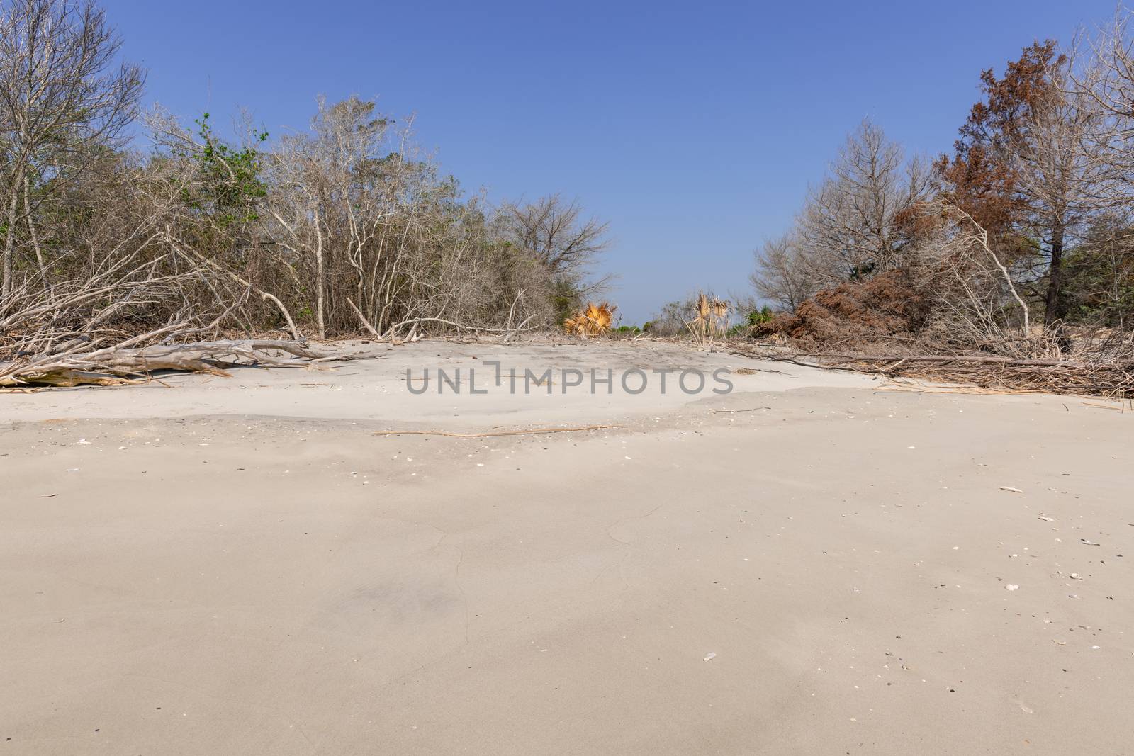 Coastal erosion due to rising sea levels leaves dead tree stumps and driftwood at Hunting Island State Park in South Carolina, United States.