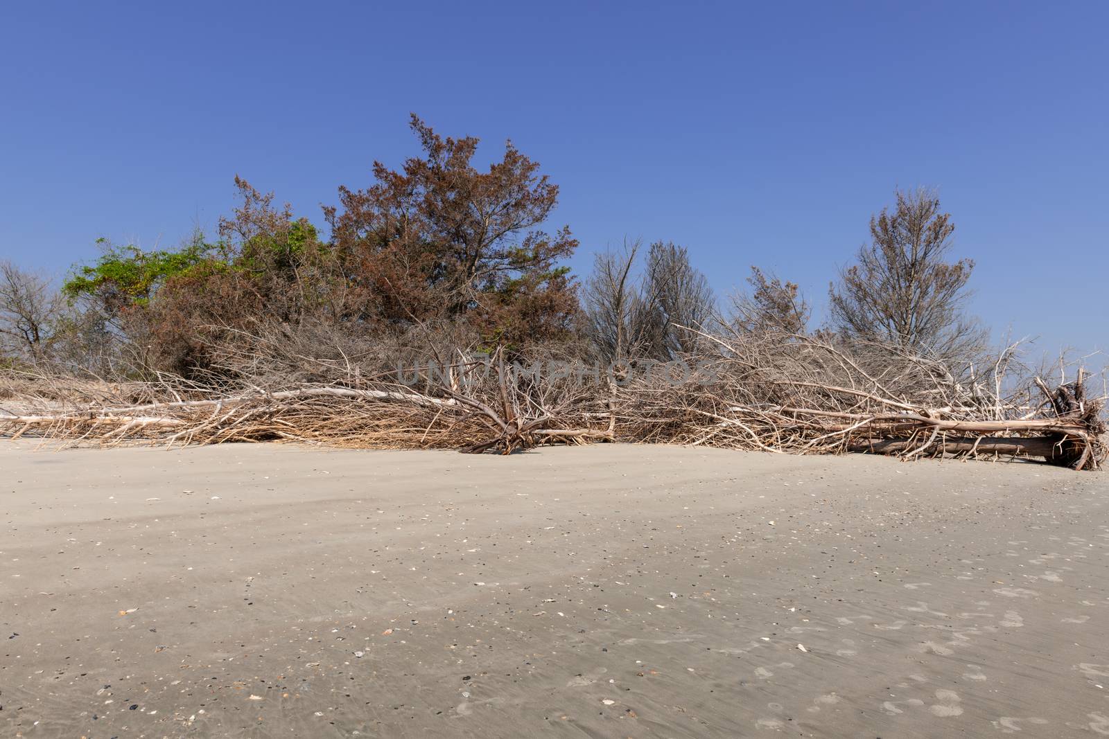 Coastal erosion due to rising sea levels leaves dead tree stumps and driftwood at Hunting Island State Park in South Carolina, United States.