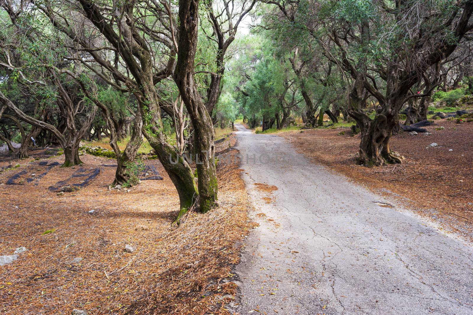 A path through the olive forest at Corfu, Greece, Europe by ankarb