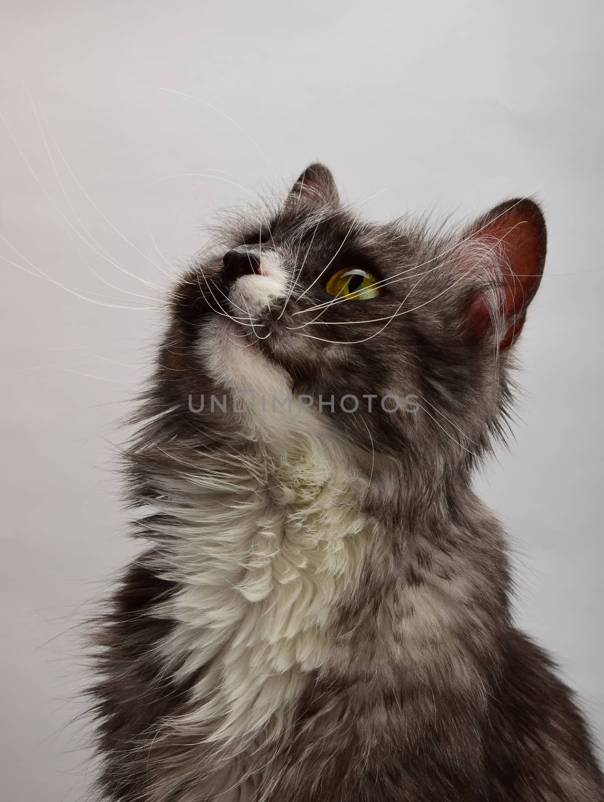 Close up portrait of gray domestic cat by BreakingTheWalls