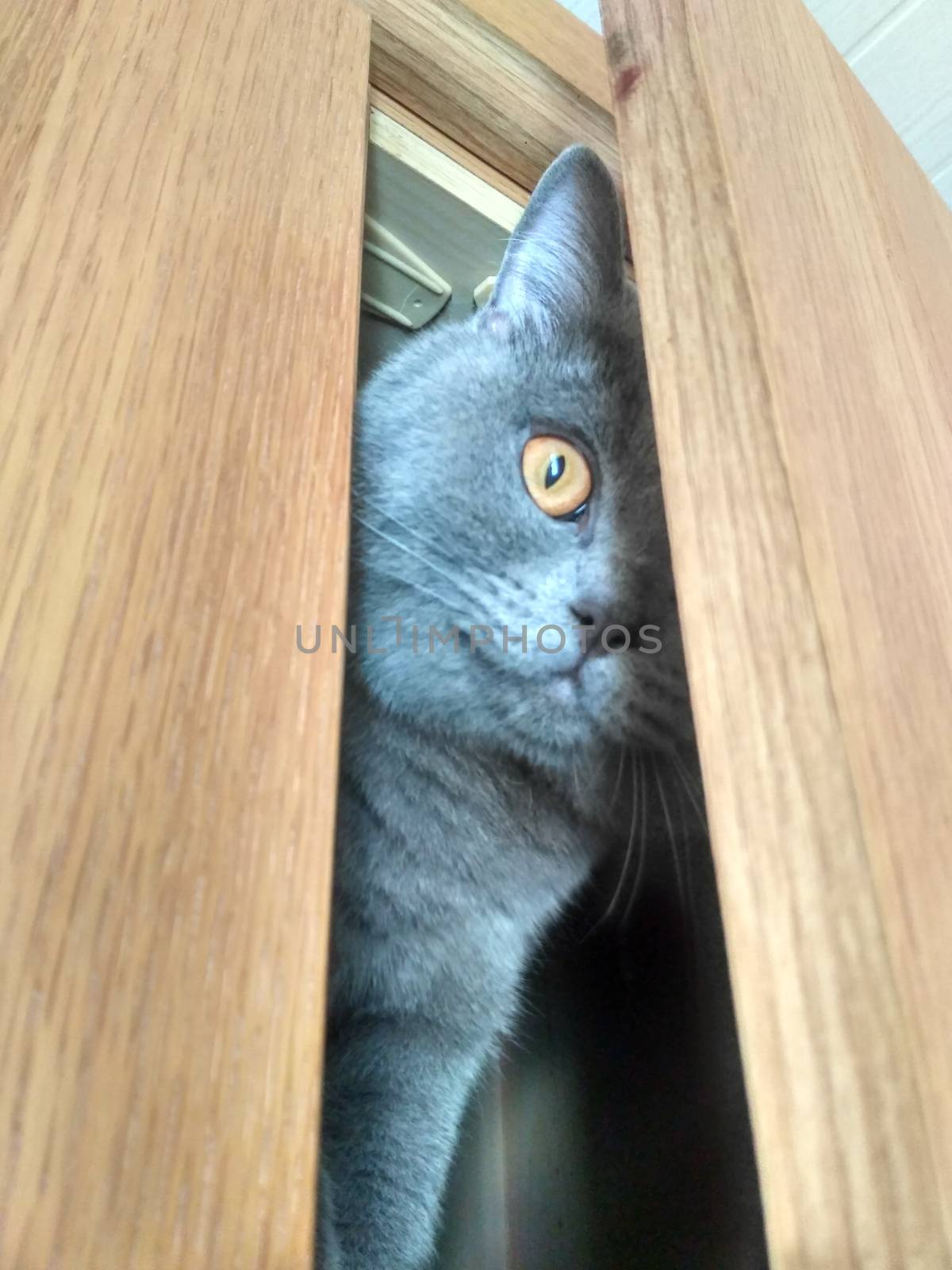 Cute Gray British cat is hiding in the closet