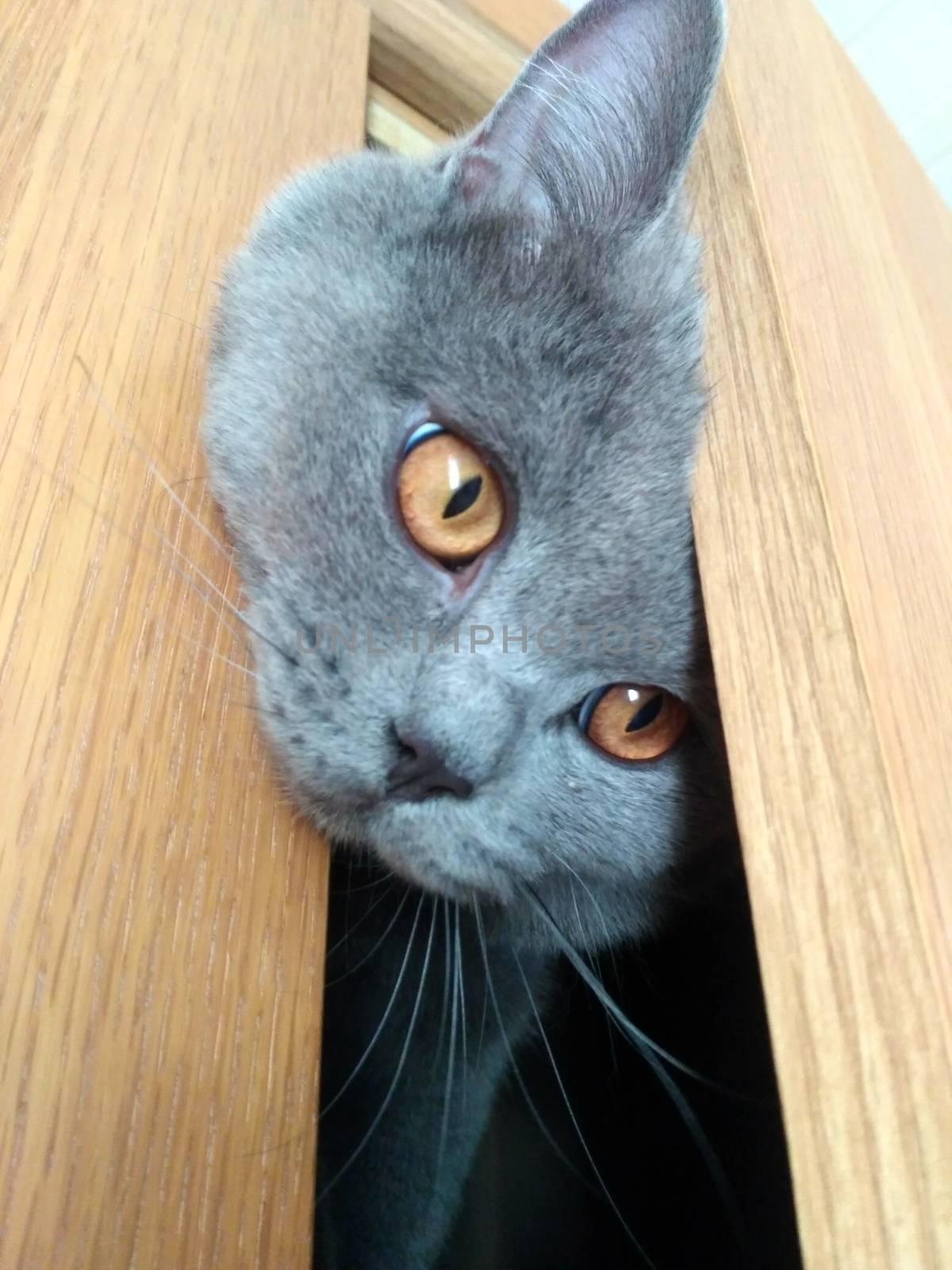 Cute Gray British cat is hiding in the closet