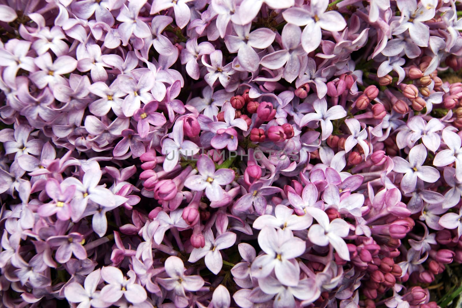 Background from ensemble bright flower flowering lilac by cobol1964