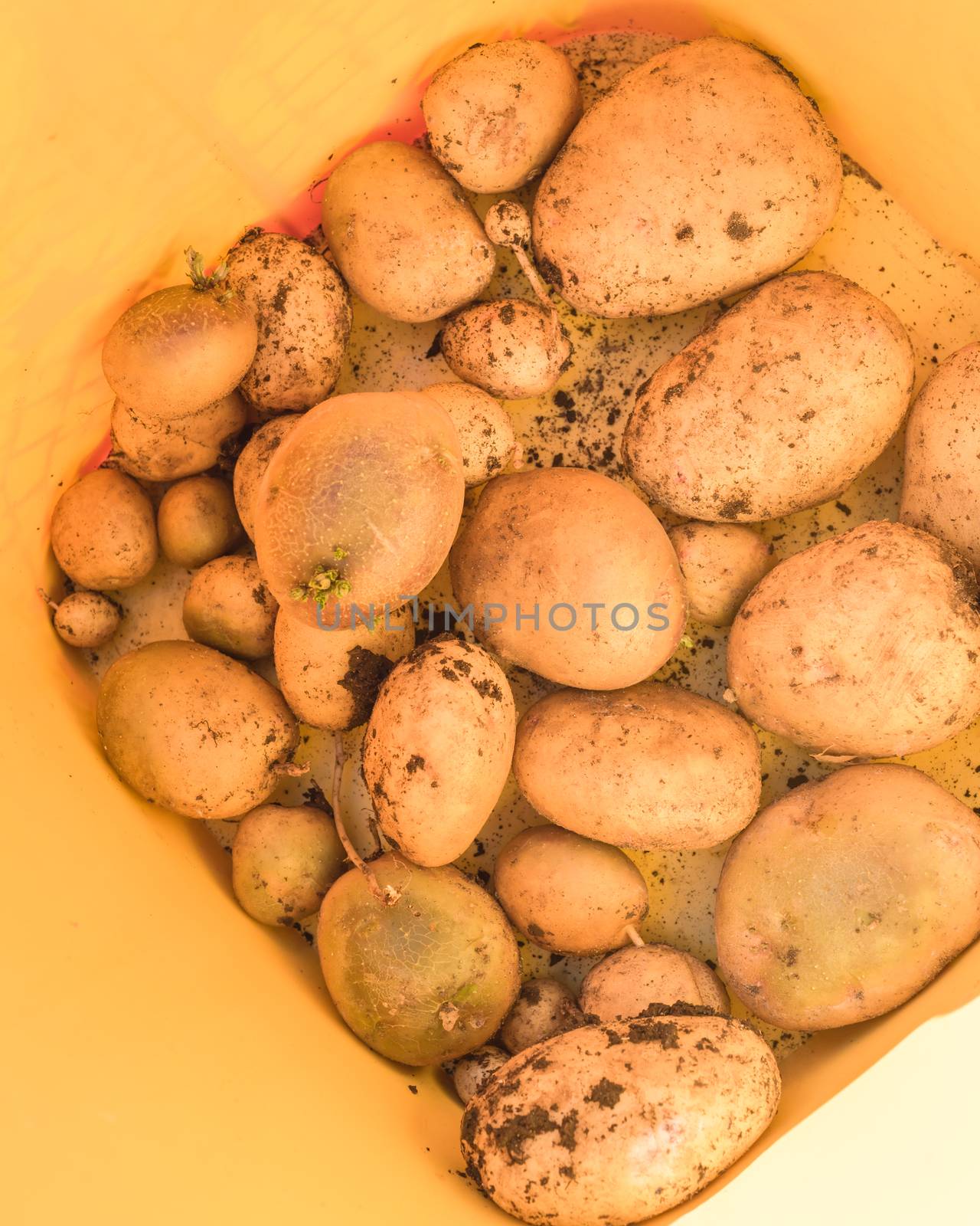Plastic bucket with heap of harvested potatoes from patch garden in Texas, America. Fresh raw organic starchy crops with soil