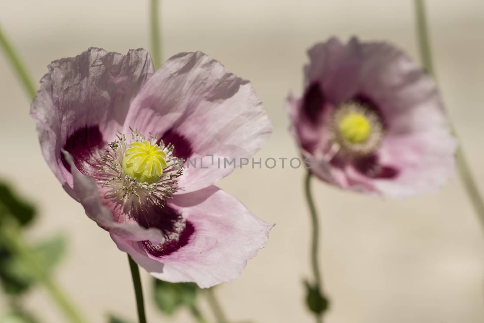 Flowers and seed pods of opium poppy plant, Papaver somniferum.