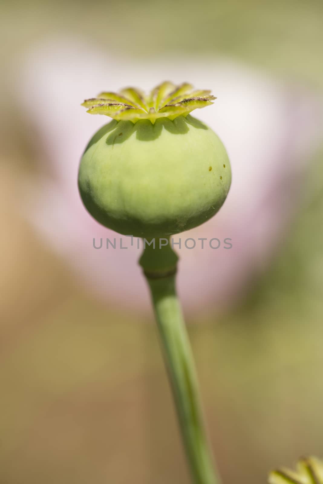 Flowers and seed pods of opium poppy plant, Papaver somniferum.