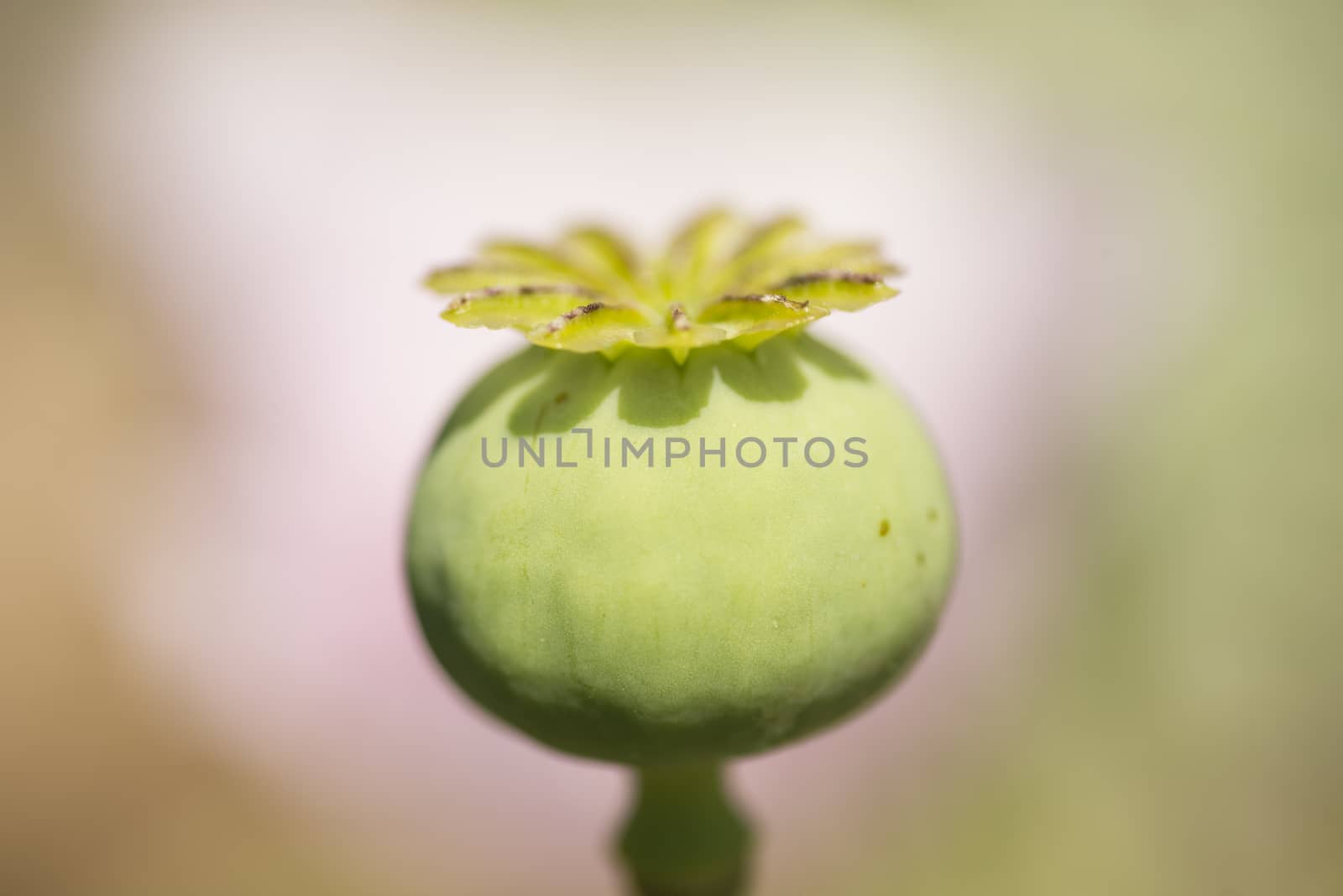 Flowers and seed pods of opium poppy plant by AlessandroZocc