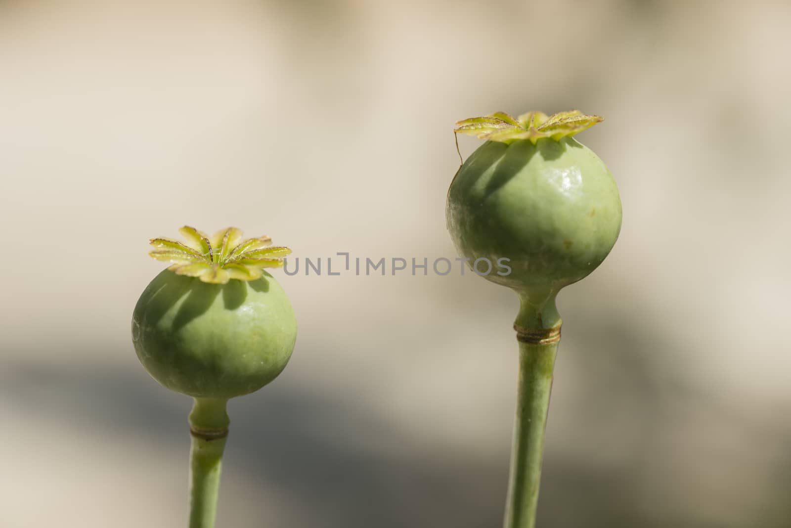Flowers and seed pods of opium poppy plant, Papaver somniferum.