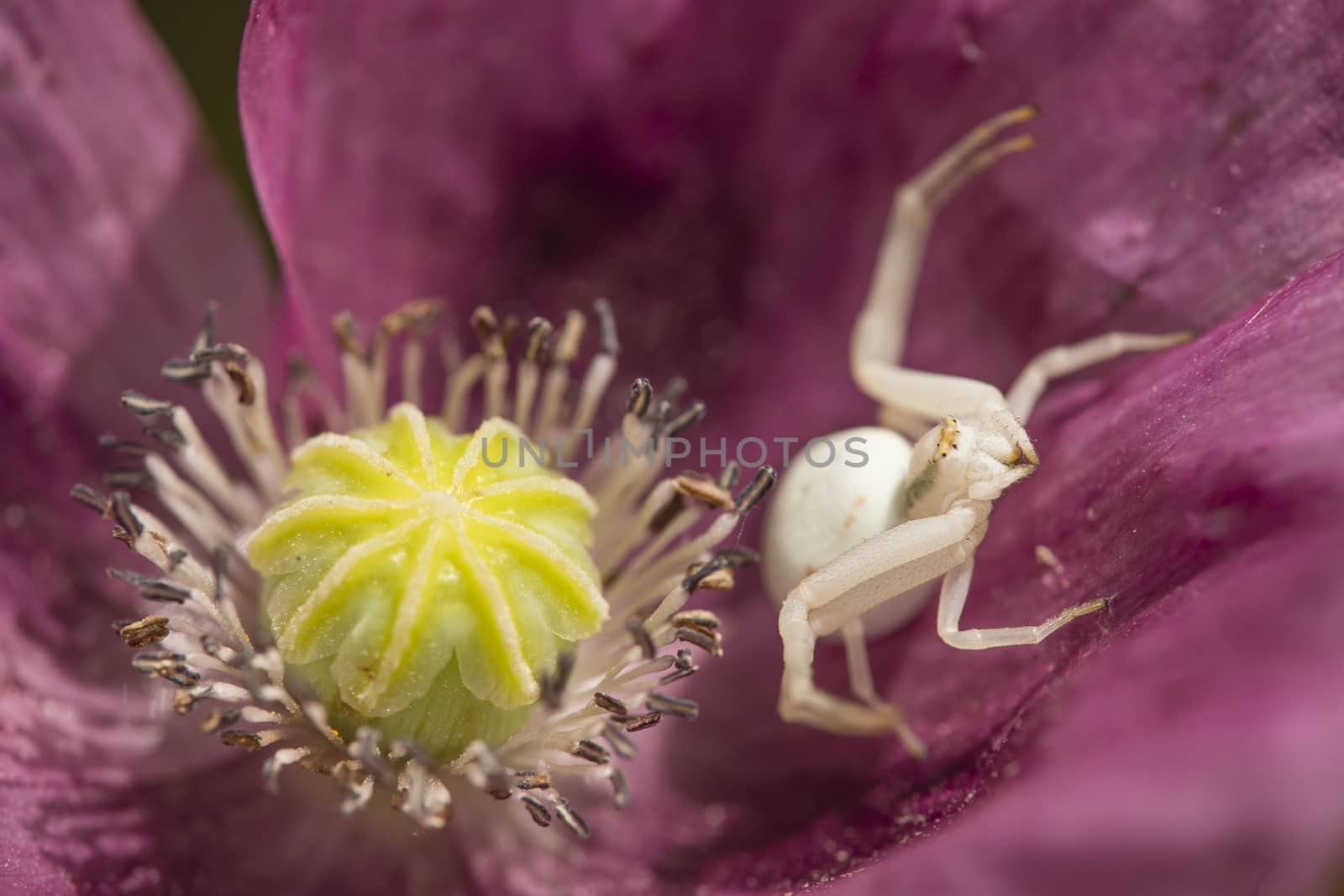 Crab spider on opium poppy flower by AlessandroZocc