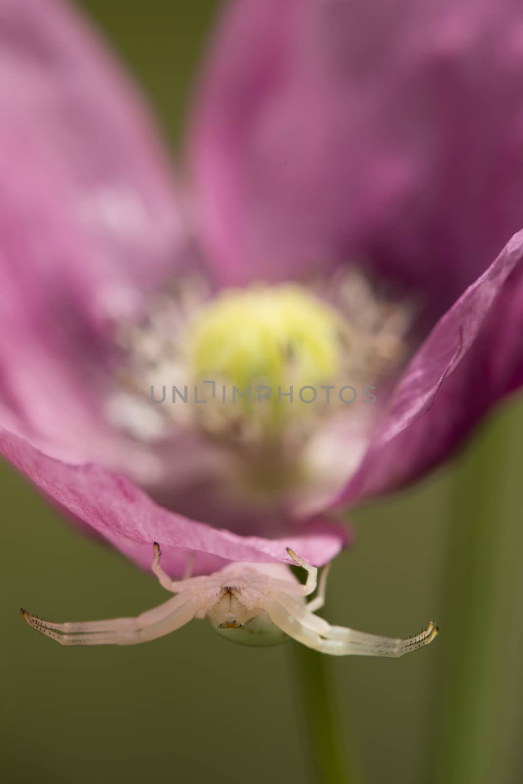 Crab spider on opium poppy flower, Papaver somniferum.