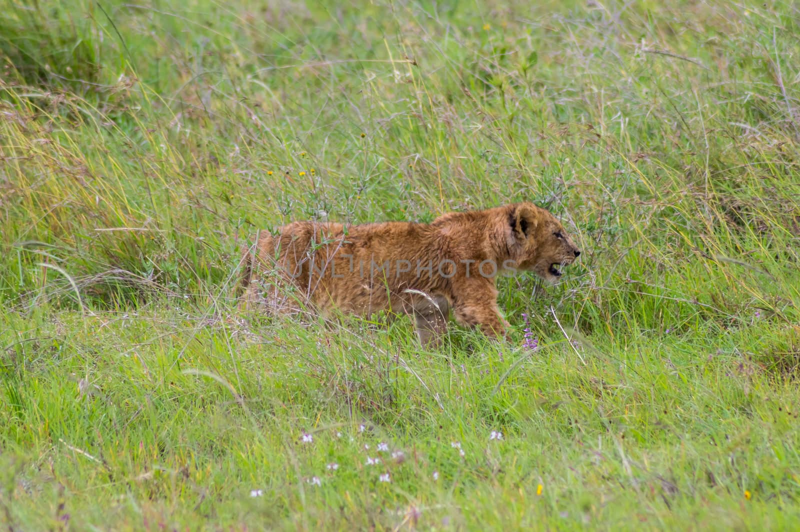 Lion cub walking in the tall grass of the savannah  by Philou1000