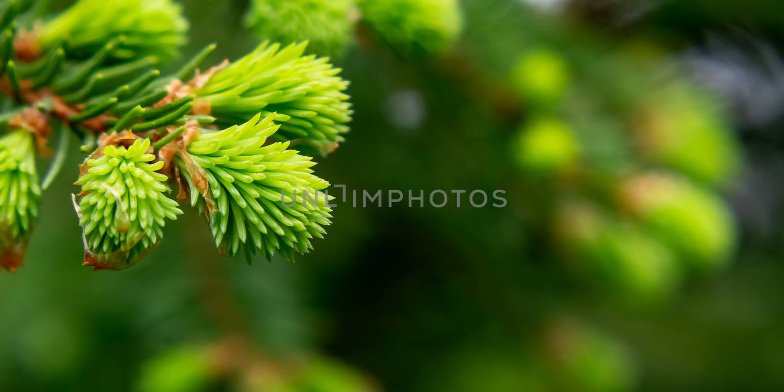 Sprig of spruce with fresh spring growth of needles - a beautiful green natural background by galsand