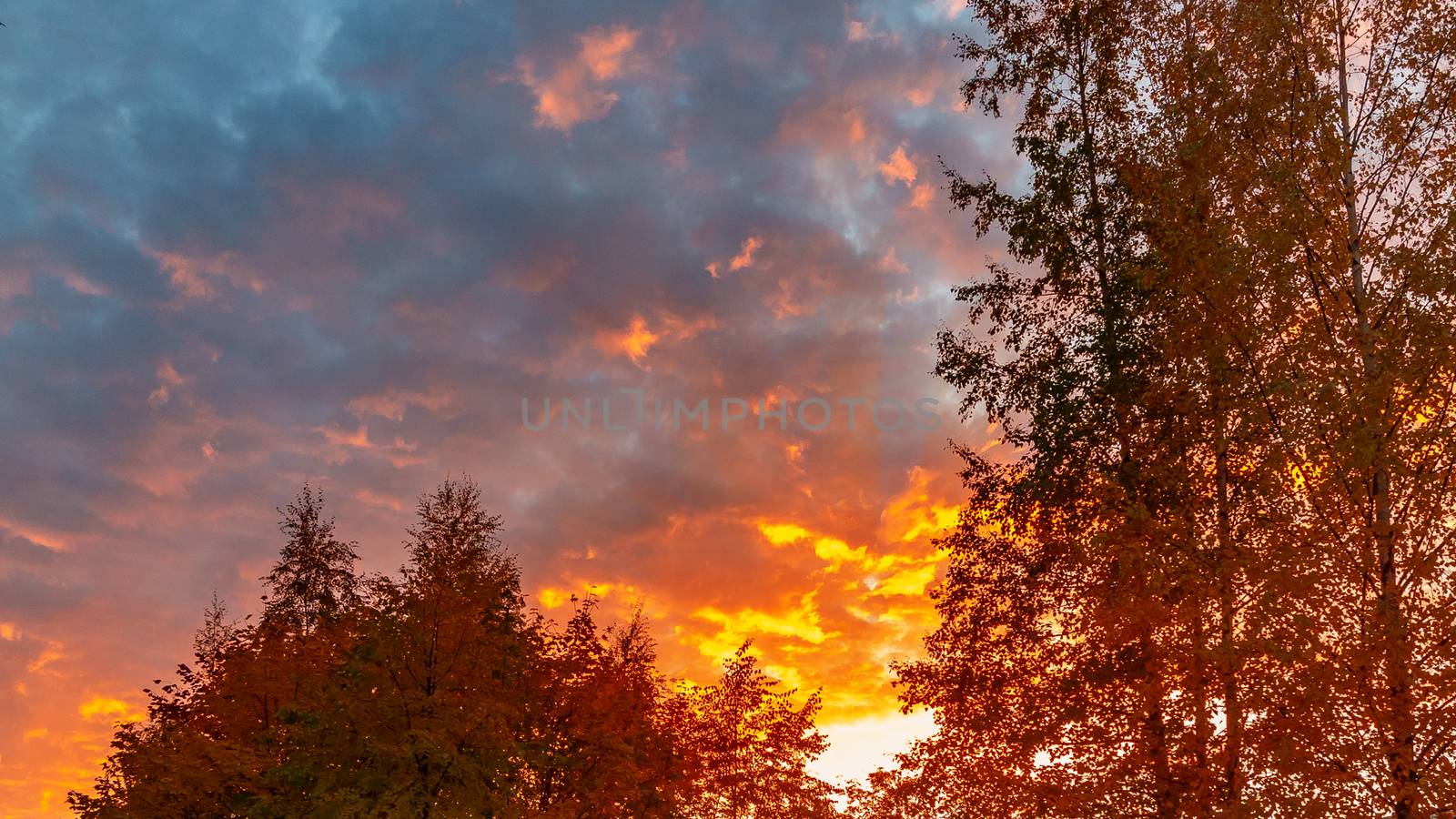Autumn treetops against a cloudy sky at sunset. Background by galsand