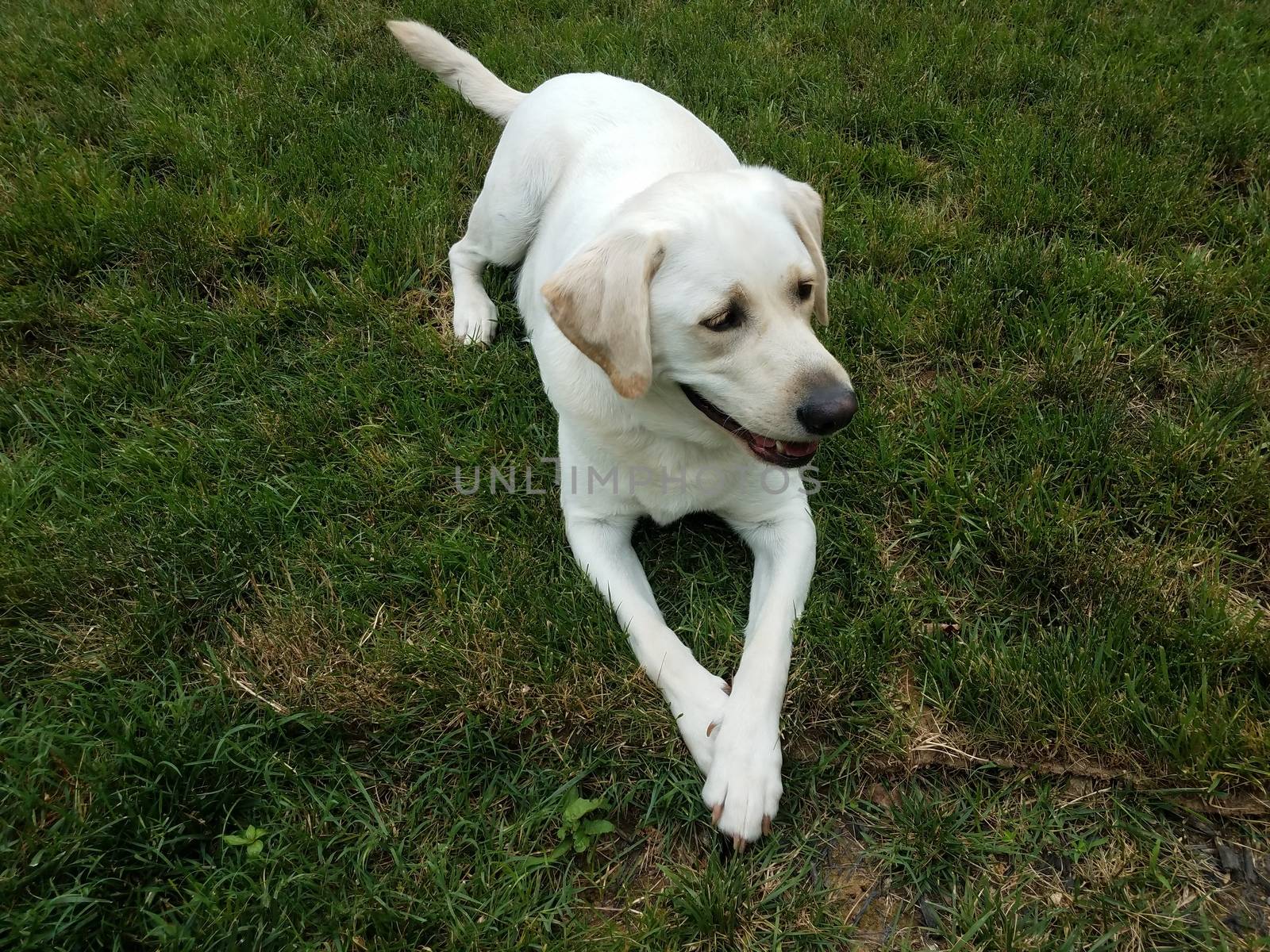 large white dog with paws crossed on green grass by stockphotofan1