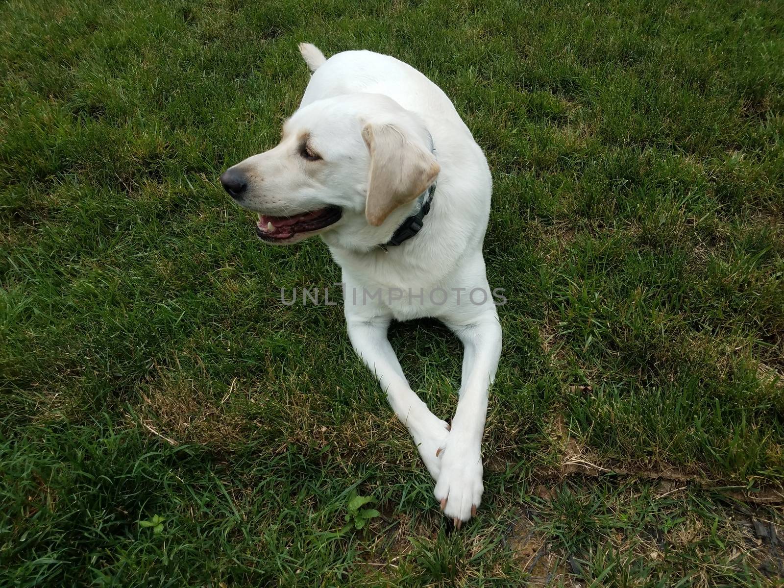 large white dog or puppy with paws crossed on green grass or lawn