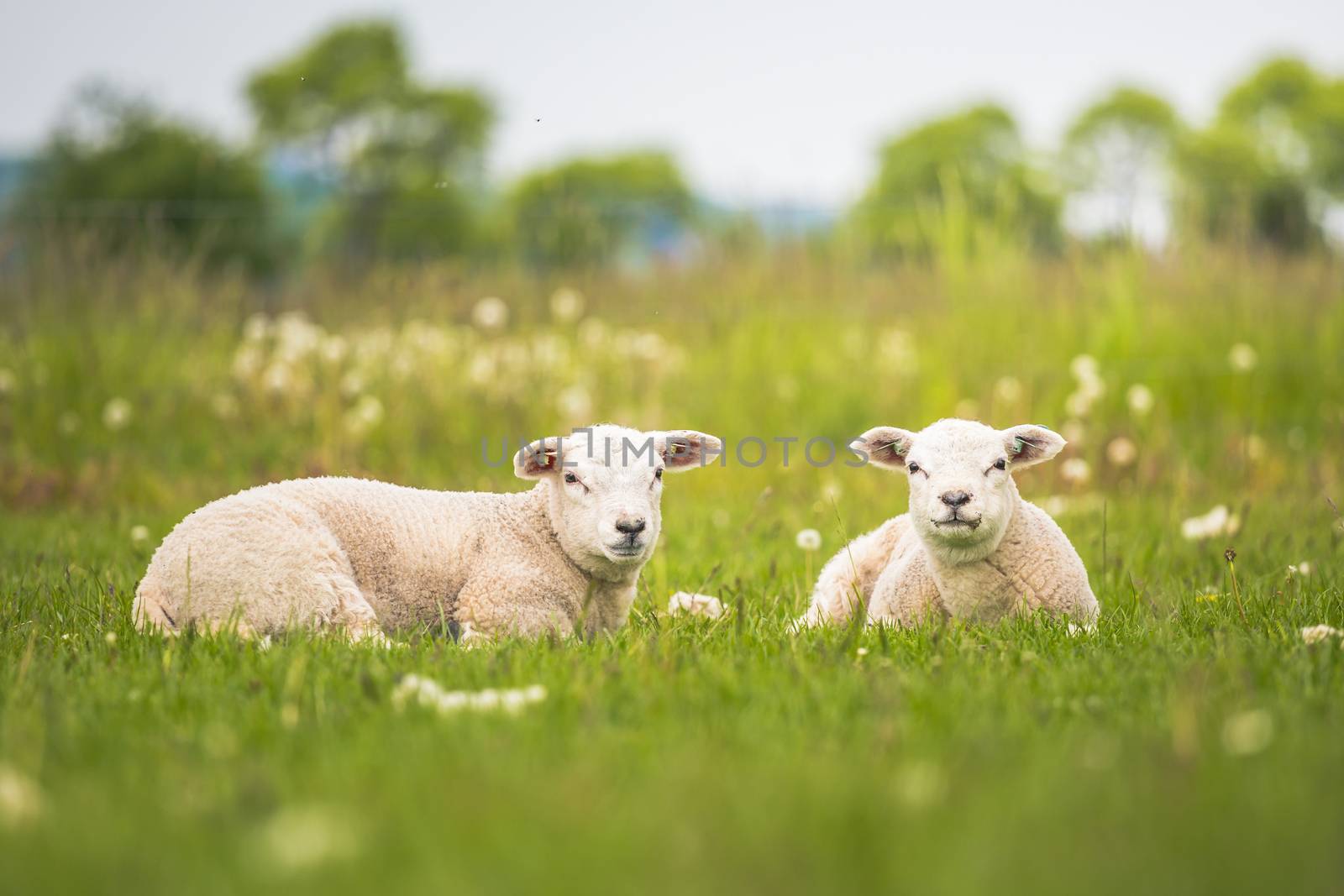 Texel ewe, newborn twin lambs in lush green meadow in Spring Time.Texel is a breed of sheep.