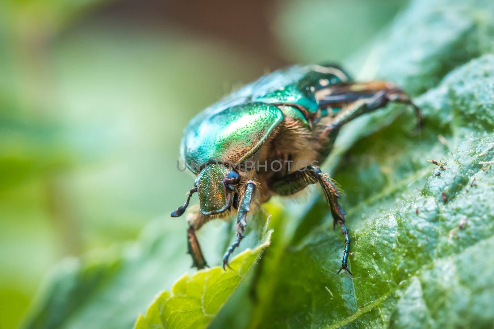 Cetonia aurata, called the rose chafer or the green rose chafer.