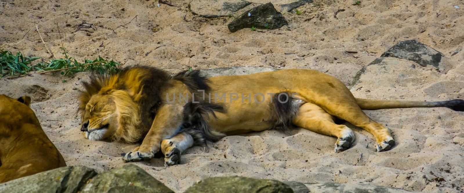 adult male lion sleeping in the sand, tropical wild cat from Africa