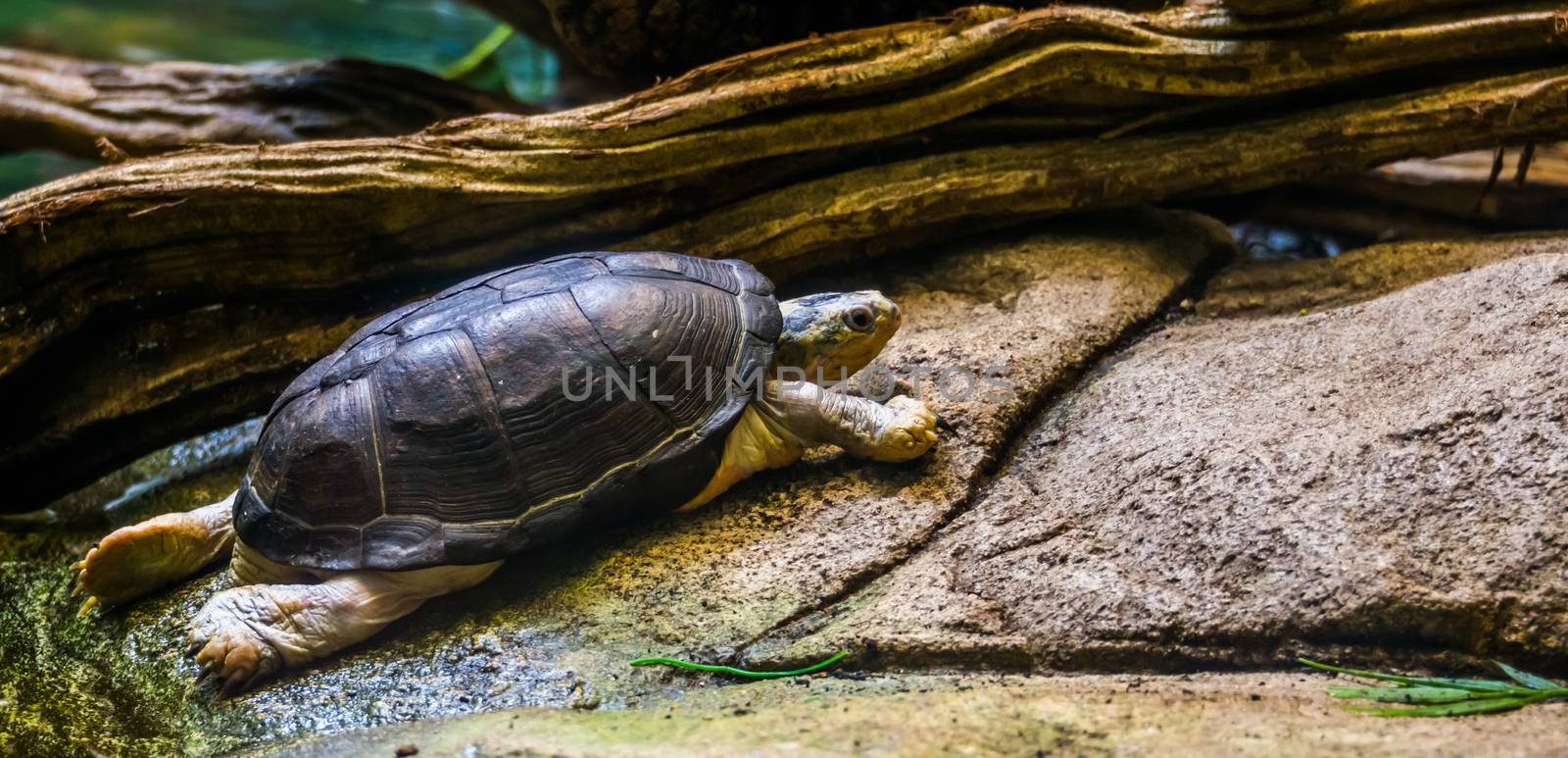 central african mud turtle walking at the water side, tropical semi aquatic turtle from Africa by charlottebleijenberg